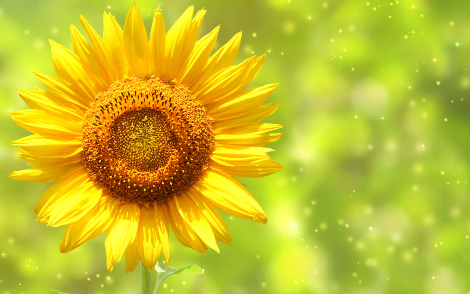 Sunflowers 桌布 壁紙 — 一朵充滿活力的向日葵，金色花瓣和細緻的花心，在柔和的綠色散景背景上綻放，帶有閃爍的光效。