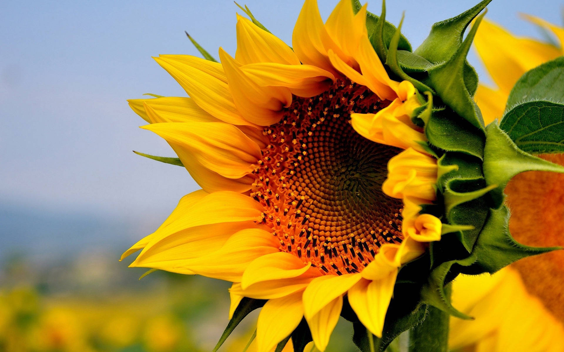 Sunflower Desktop 桌布 壁紙 — 一朵充滿活力的向日葵，金色花瓣和深色花心，在柔和的藍天和模糊的田野背景下綻放。