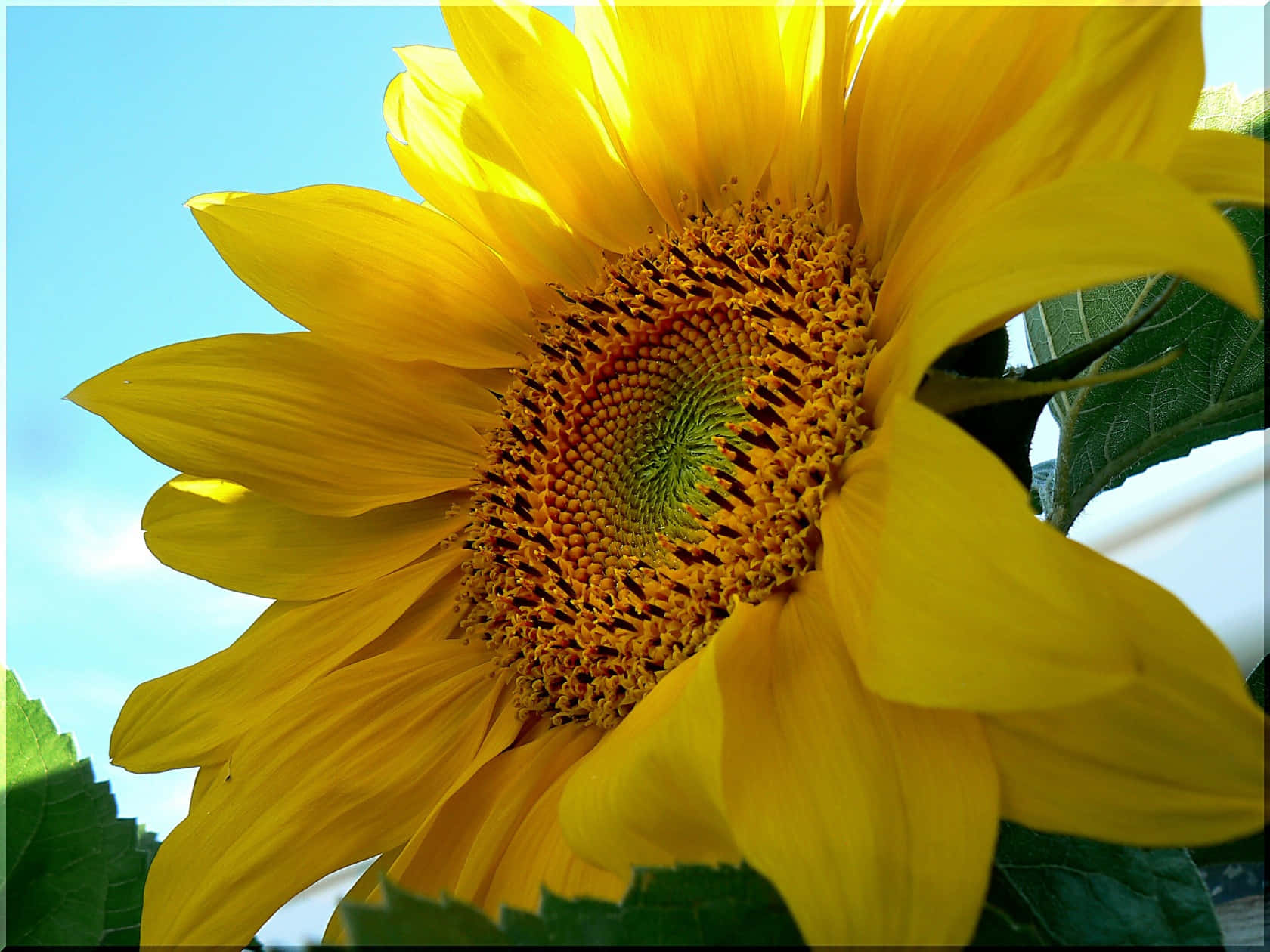 Sunflowers 桌布 壁紙 — 一朵充滿活力的向日葵，金色花瓣和精細的花心，在清澈的藍天下綻放。