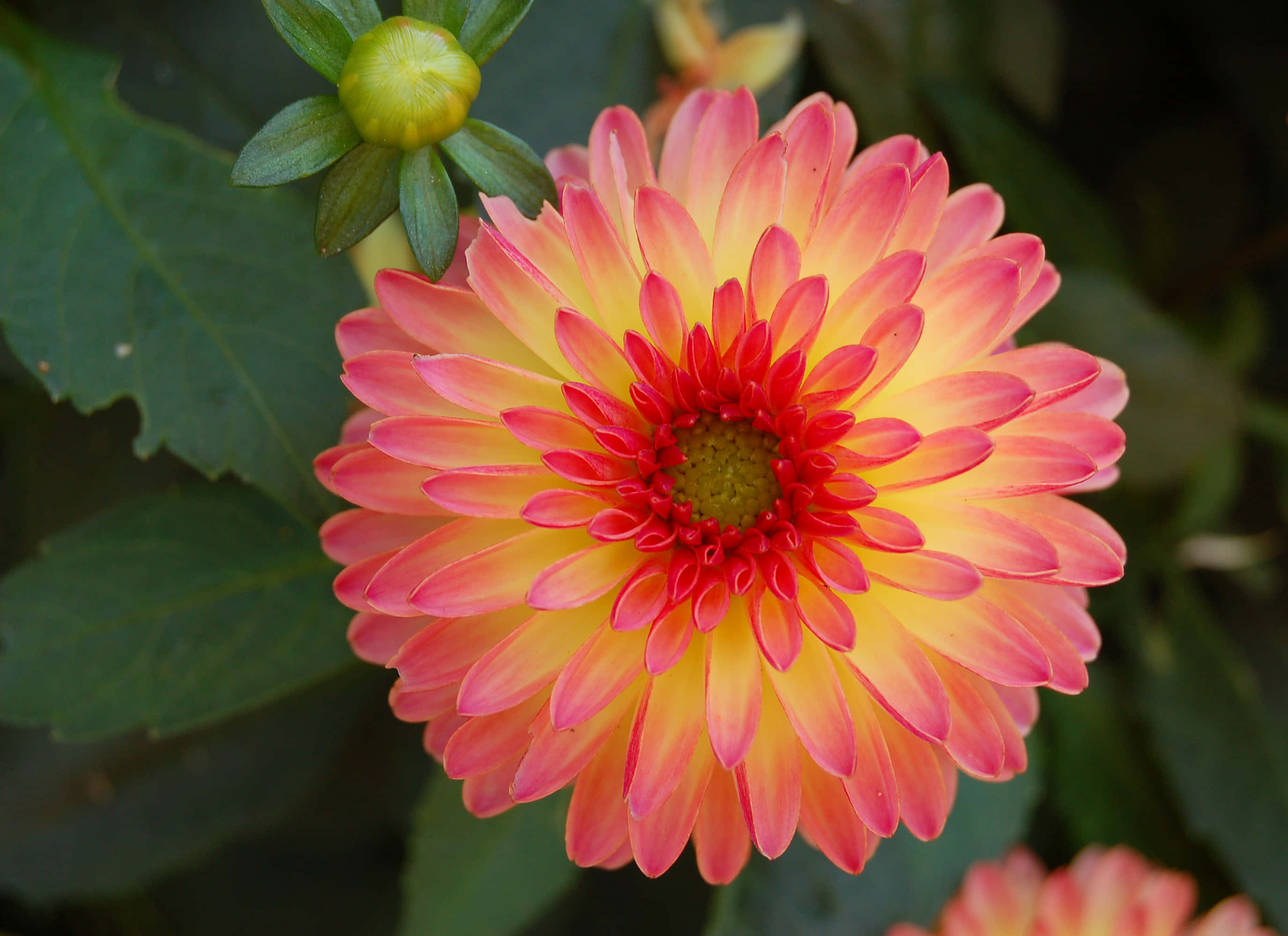 Dahlia 桌布 壁紙 — 一朵充滿活力的大理花，花瓣層層疊疊，從黃色中心漸變到粉紅色邊緣，在深綠色葉子襯托下盛開。