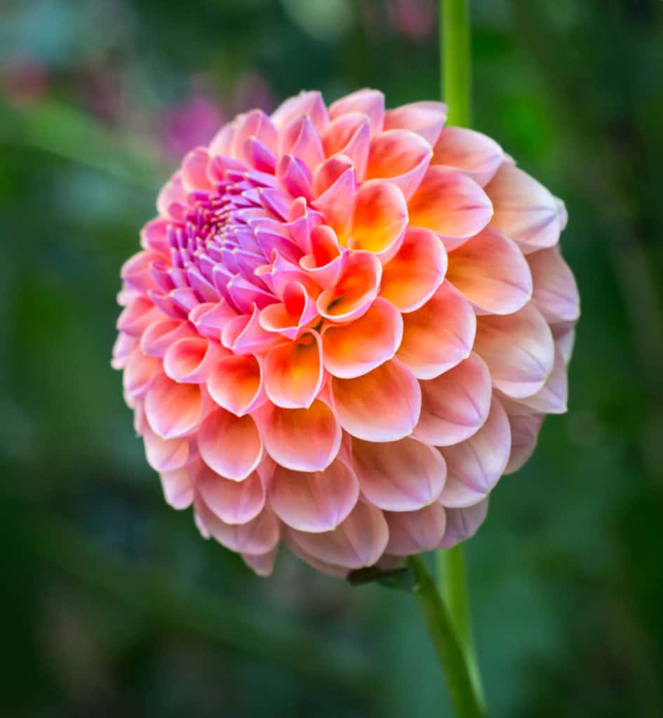 Dahlia 桌布 壁紙 — 一朵充滿活力的大理花，花瓣層層疊疊，從粉紅色漸變到橙色，在柔和的綠色模糊背景下綻放。