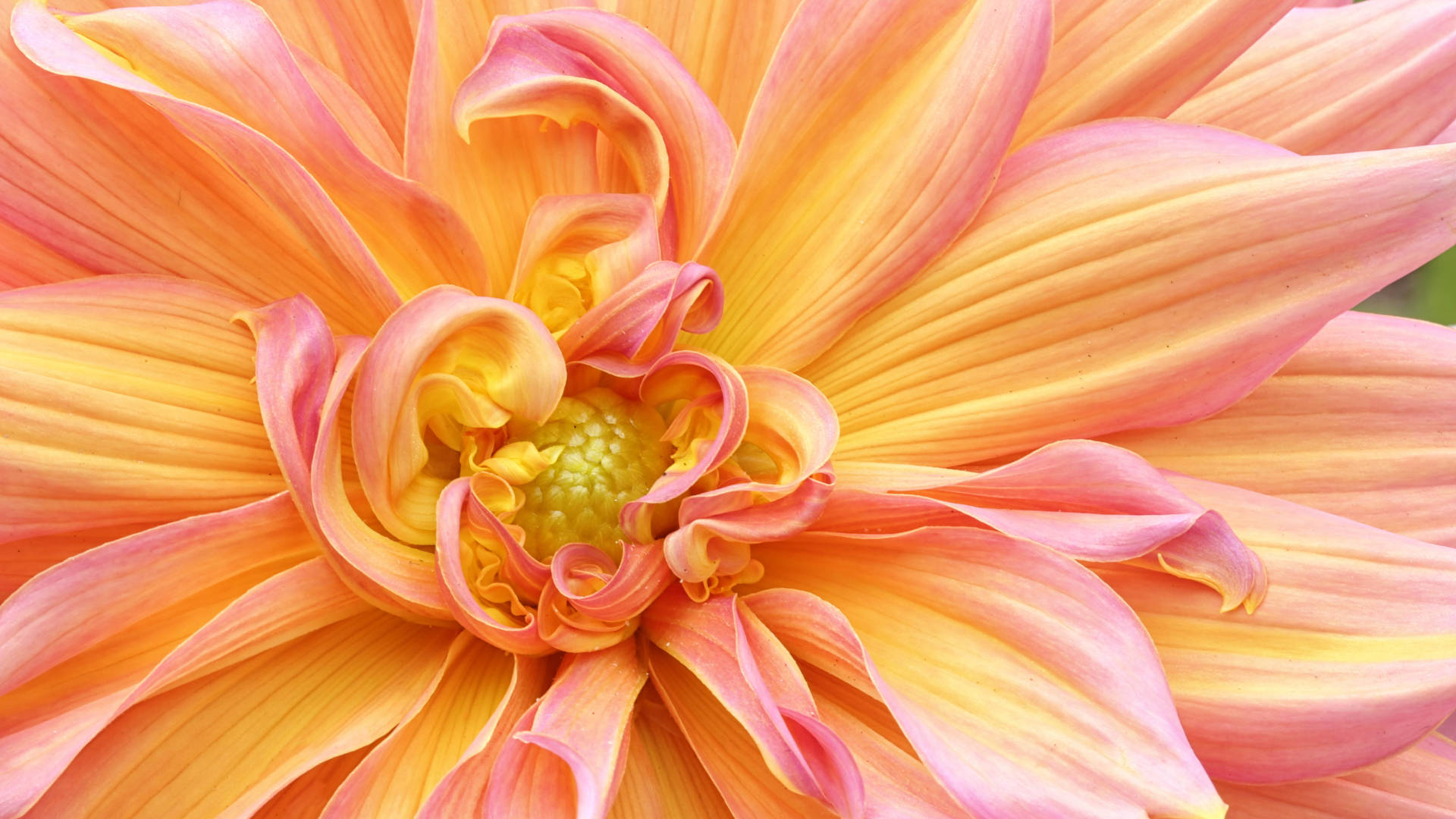 Dahlia 桌布 壁紙 — 一朵充滿活力的大理花近距離特寫，花瓣層層疊疊，從金黃色漸變到柔和的粉紅色。