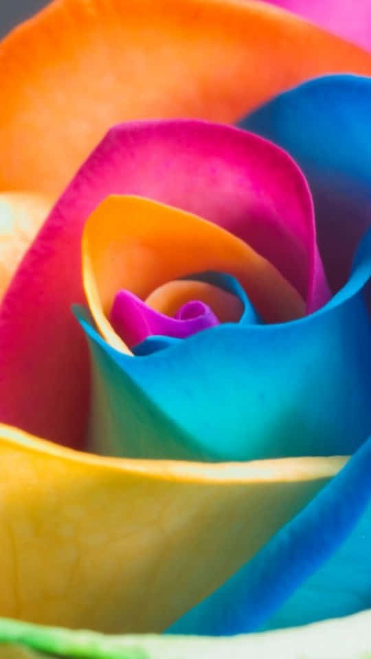 540x960 桌布 壁紙 — 一朵充滿活力的彩虹玫瑰，帶有旋轉的花瓣，呈現鮮豔的橙色、粉紅色、藍色和黃色色調。