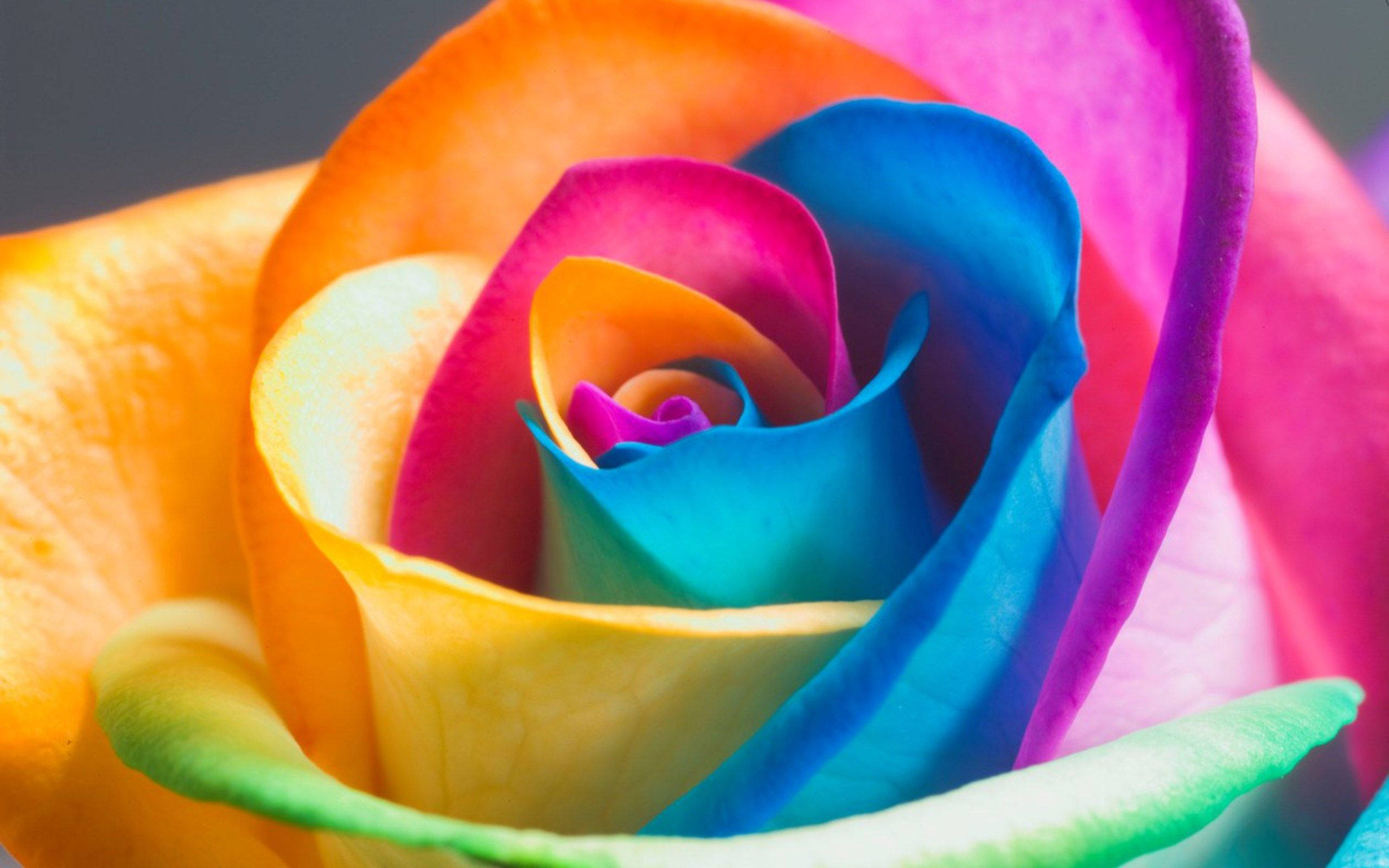 Roses Desktop 桌布 壁紙 — 一朵充滿活力的彩虹玫瑰，帶有橙色、粉紅色、藍色和綠色的漩渦花瓣，在深色背景下清晰對焦。