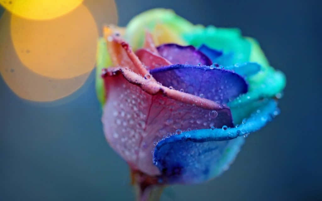 Cute Rose 桌布 壁紙 — 一朵充滿活力的彩虹玫瑰，帶有露珠，在溫暖黃光的柔和散景背景下閃閃發光。