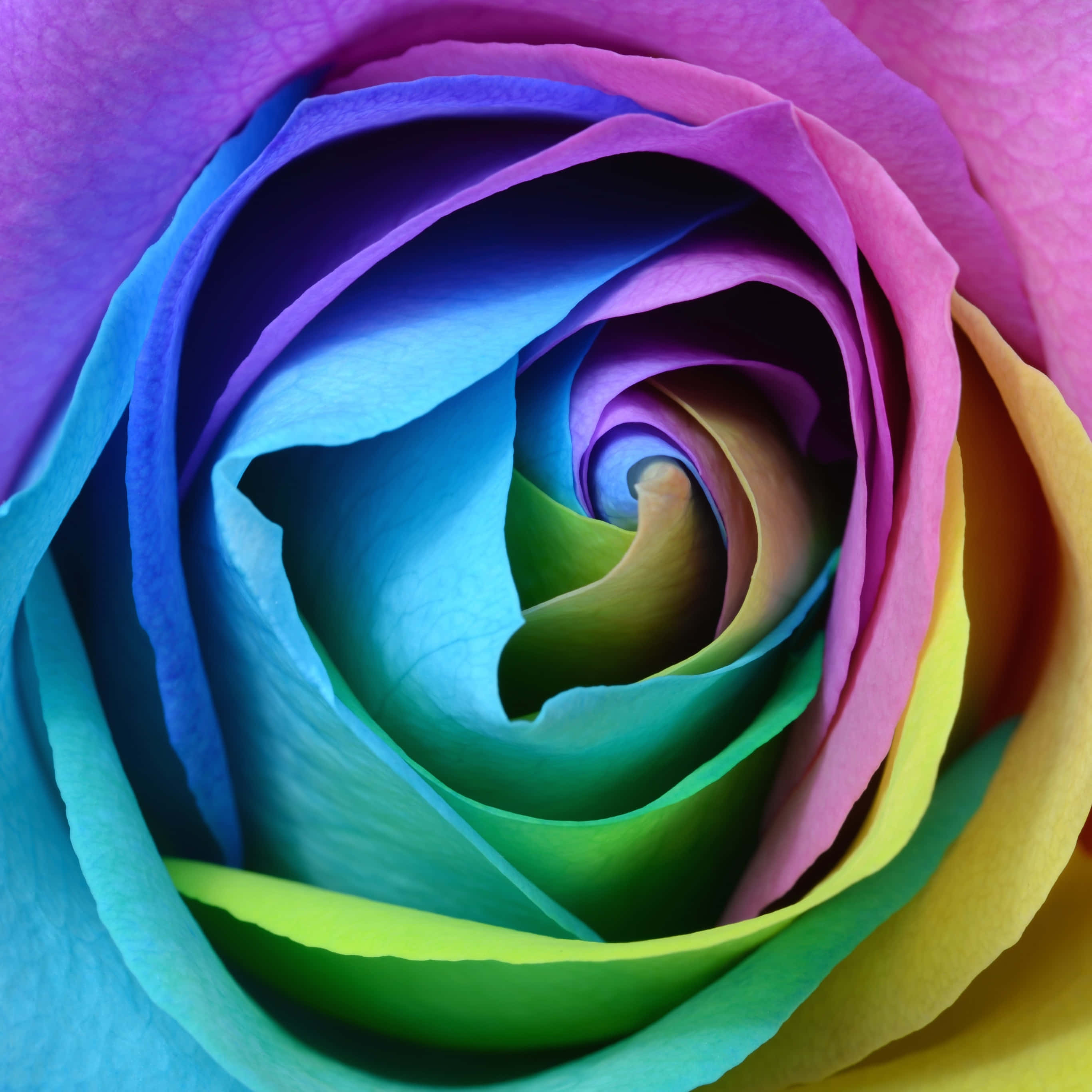 Rose Flower 桌布 壁紙 — 一朵充滿活力的彩虹玫瑰，花瓣呈漩渦狀，從紫色過渡到藍色、綠色、黃色，形成催眠般的螺旋。