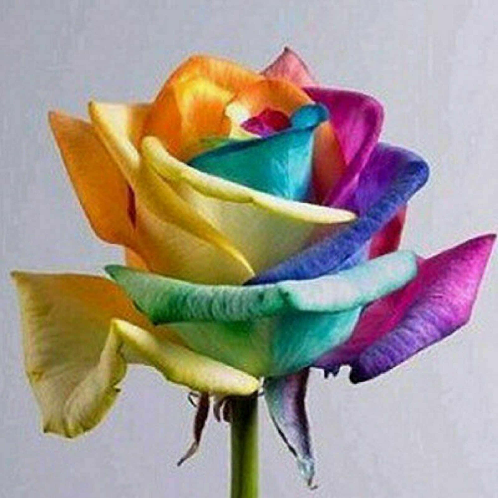 Rose Flower 桌布 壁紙 — 一朵充滿活力的彩虹玫瑰，花瓣在柔和的灰色背景上呈現橙色、黃色、綠色、藍色和紫色的漸變。