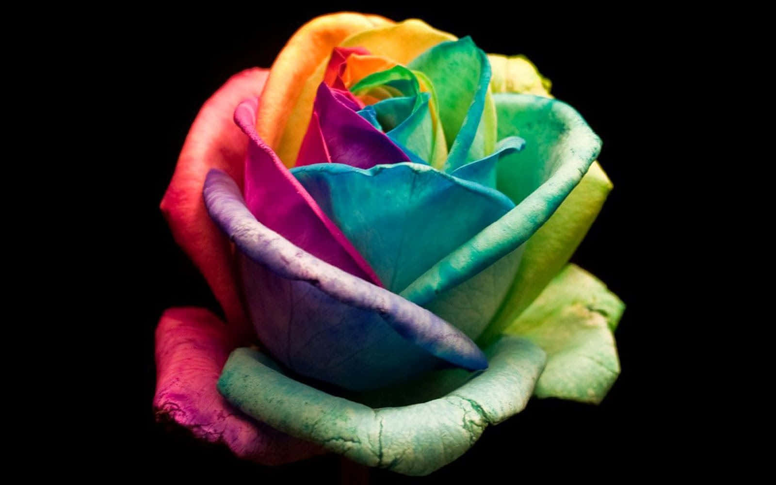 Abstract Rose 桌布 壁紙 — 一朵充滿活力的彩虹玫瑰，花瓣從紅色過渡到紫色再到綠色，襯托在 stark 黑色背景上。