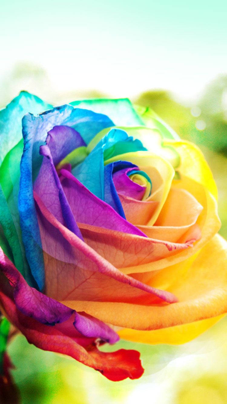 Rose iPhone 桌布 壁紙 — 一朵充滿活力的彩虹玫瑰，花瓣從藍色過渡到紫色、黃色和紅色，背景是柔和模糊的綠色。