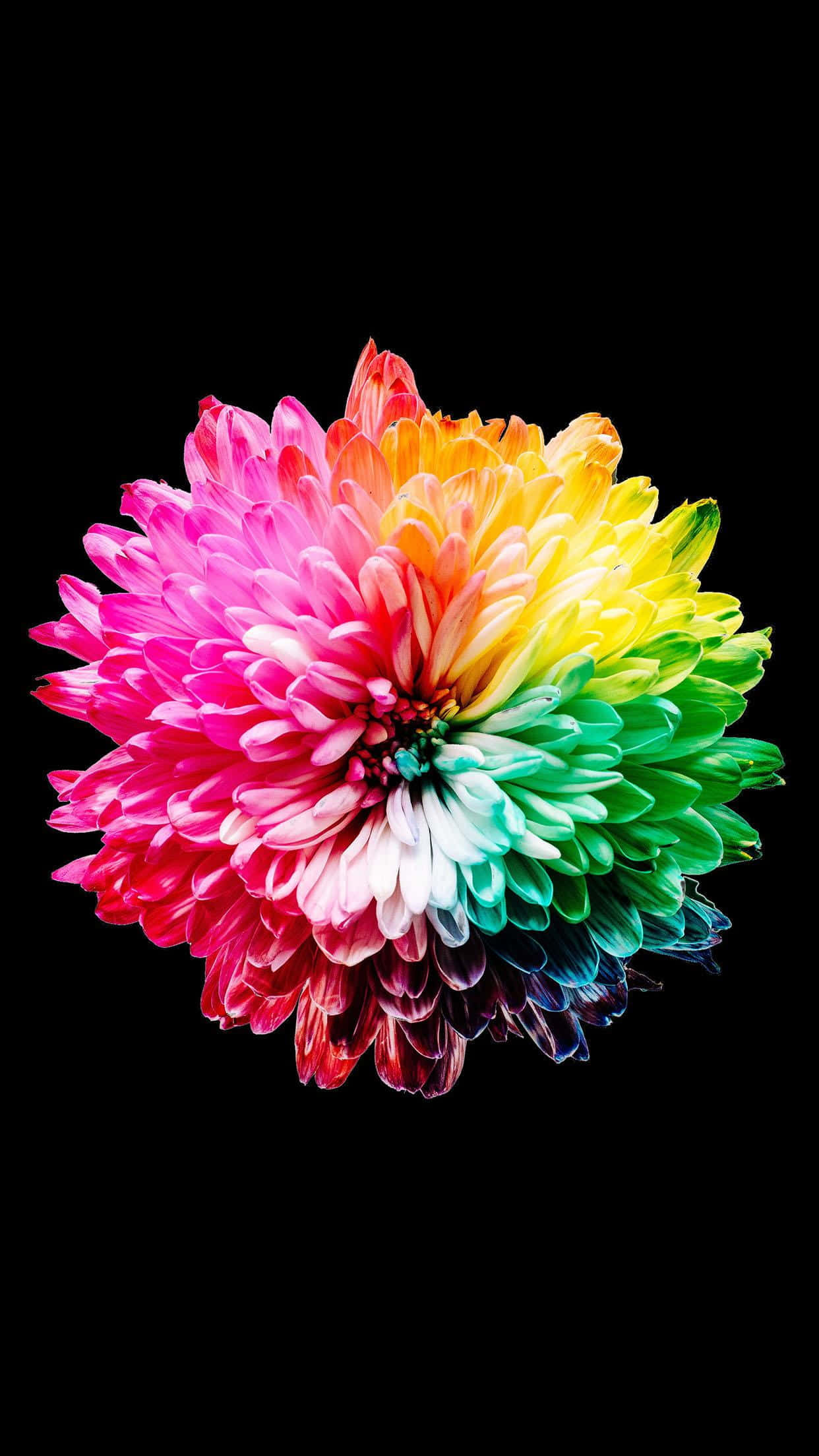 Kawaii Flower 桌布 壁紙 — 一朵充滿活力的彩虹色菊花在純黑色背景上綻放，鮮豔的花瓣向外輻射。