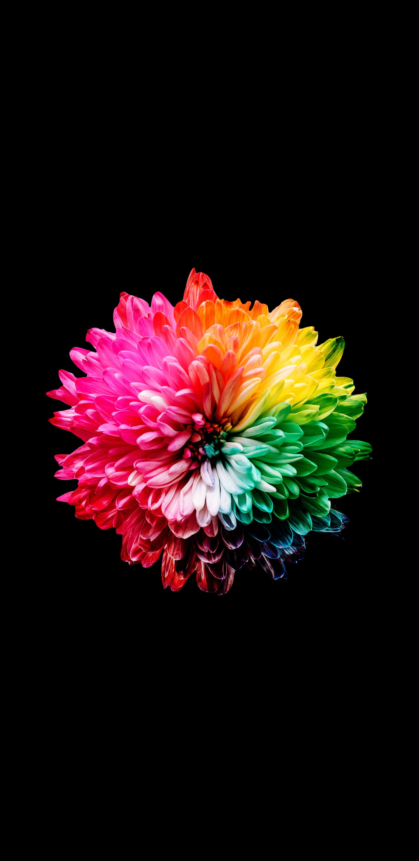 Best Amoled 桌布 壁紙 — 一朵充滿活力的彩虹色菊花在純黑色背景下綻放，呈現出引人注目的微距拍攝效果。