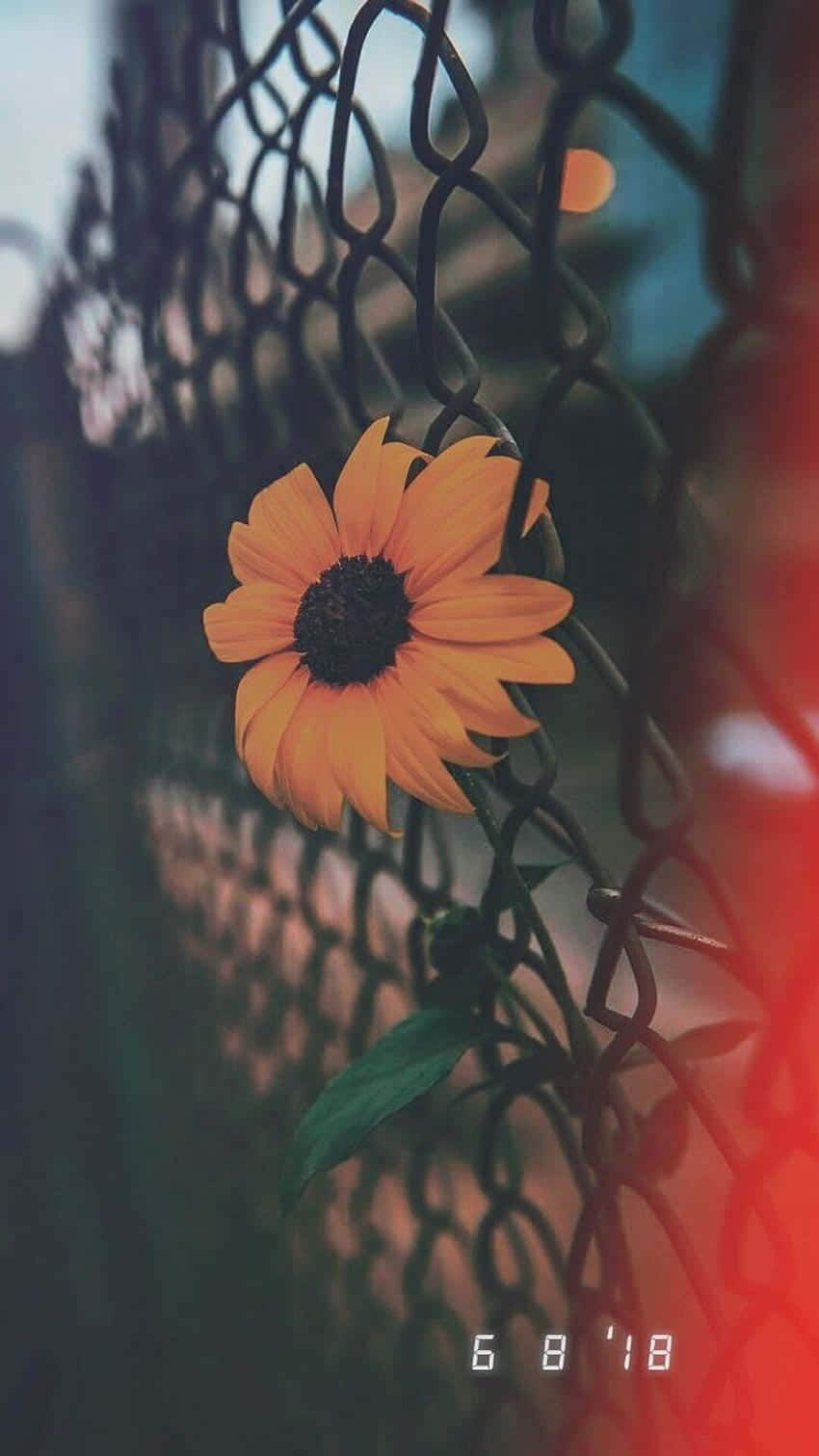 Sunflower Aesthetic iPhone 桌布 壁紙 — 一朵充滿活力的橙色向日葵，穿過生鏽的鐵絲網圍籬，在柔和夢幻的焦點中頑強綻放。