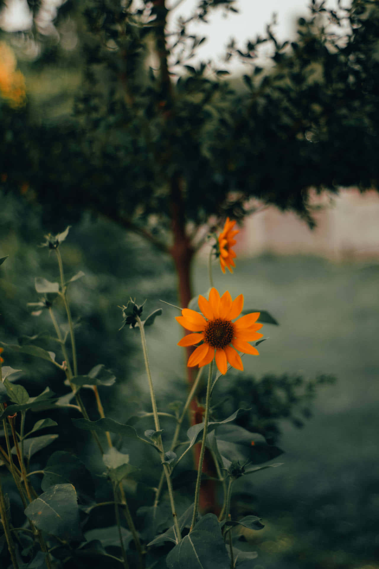 Sunflower Aesthetic iPhone 桌布 壁紙 — 一朵充滿活力的橙色向日葵高高聳立在茂密的綠色花園中，背景柔和散景。