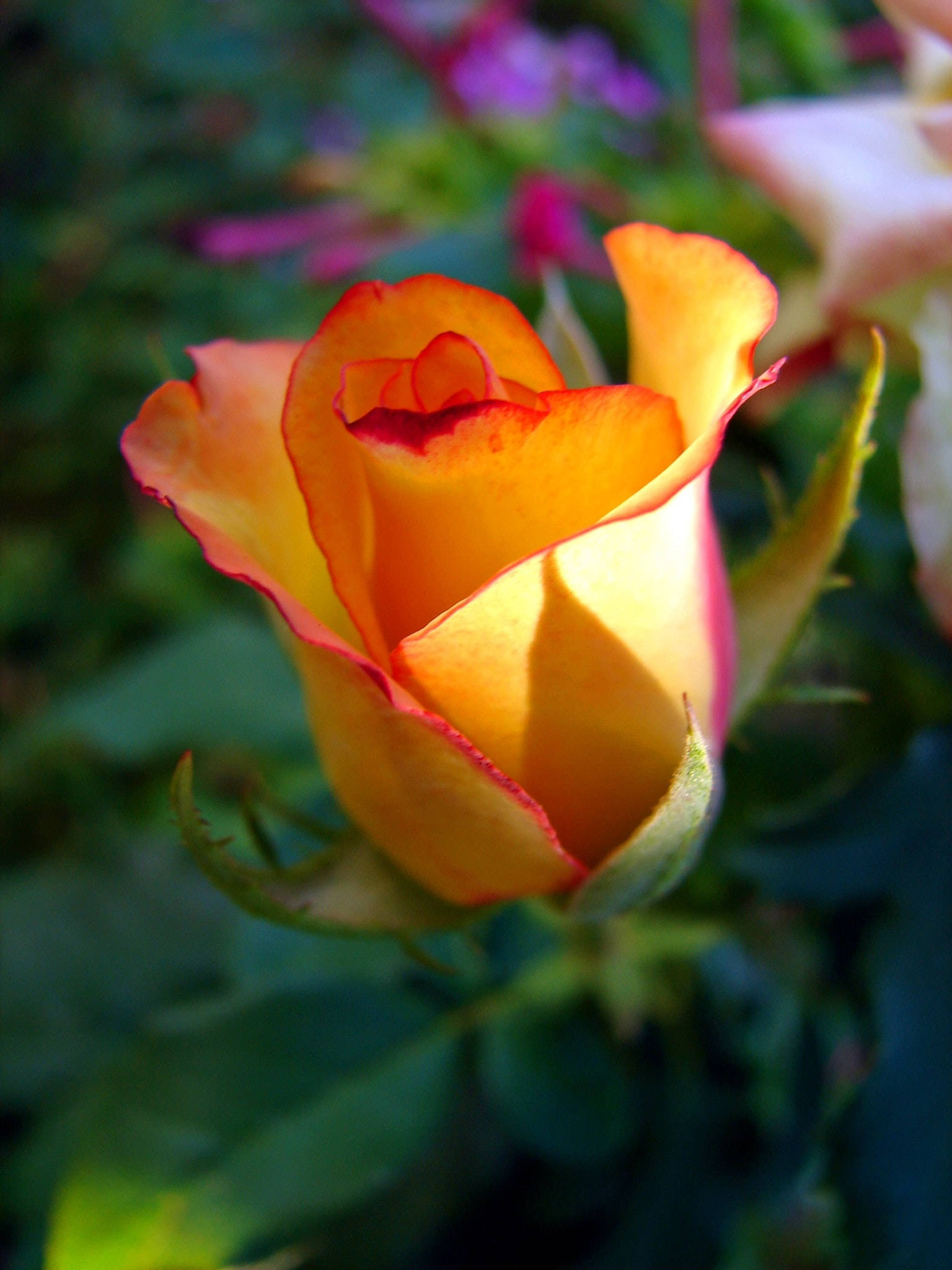 Rose Flower 桌布 壁紙 — 一朵充滿活力的橙色玫瑰，花瓣尖端呈紅色，在模糊的綠色花園背景下柔和綻放。