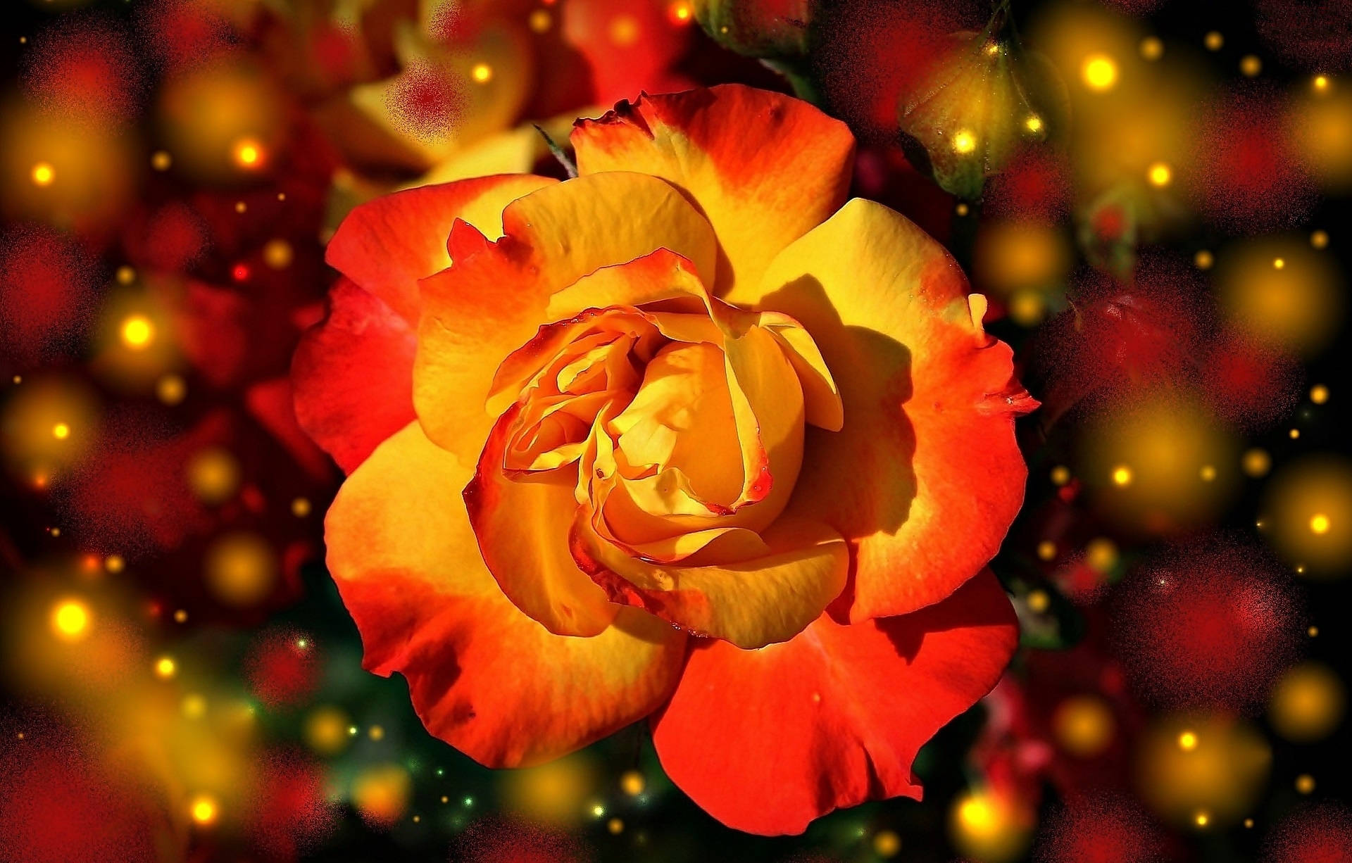 Orange And Yellow 桌布 壁紙 — 一朵充滿活力的橙黃色玫瑰在點綴著發光金色球體的黑暗背景下綻放。