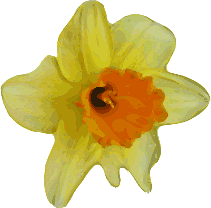 水仙花 桌布 壁紙 — 一朵充滿活力的水彩風格水仙花，黃色花瓣和橙色中心，在純白背景上盛開。