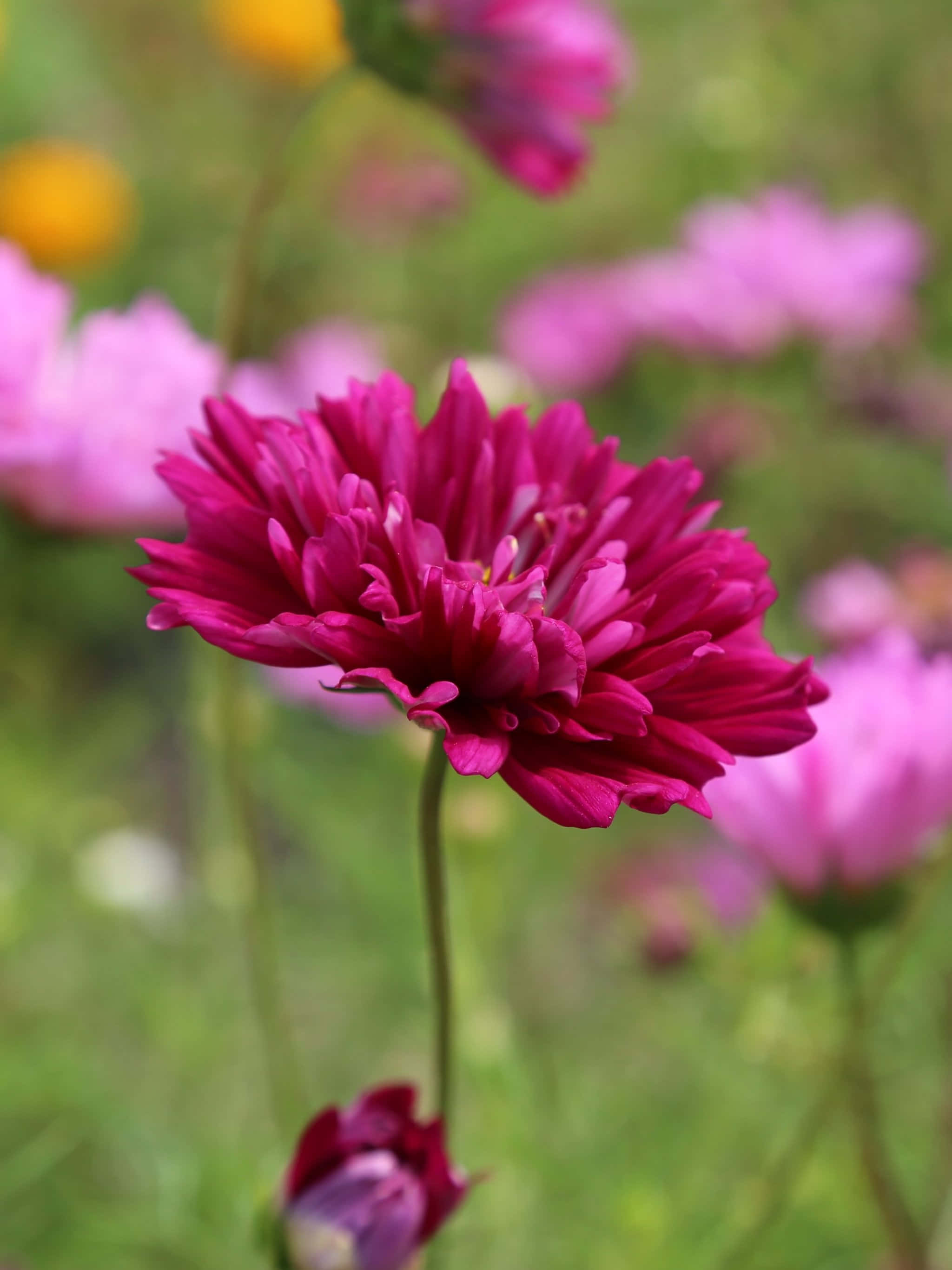Pink Flower 桌布 壁紙 — 一朵充滿活力的洋紅色大波斯菊在柔和模糊的粉紅色和黃色花海中盛開，焦點清晰銳利。