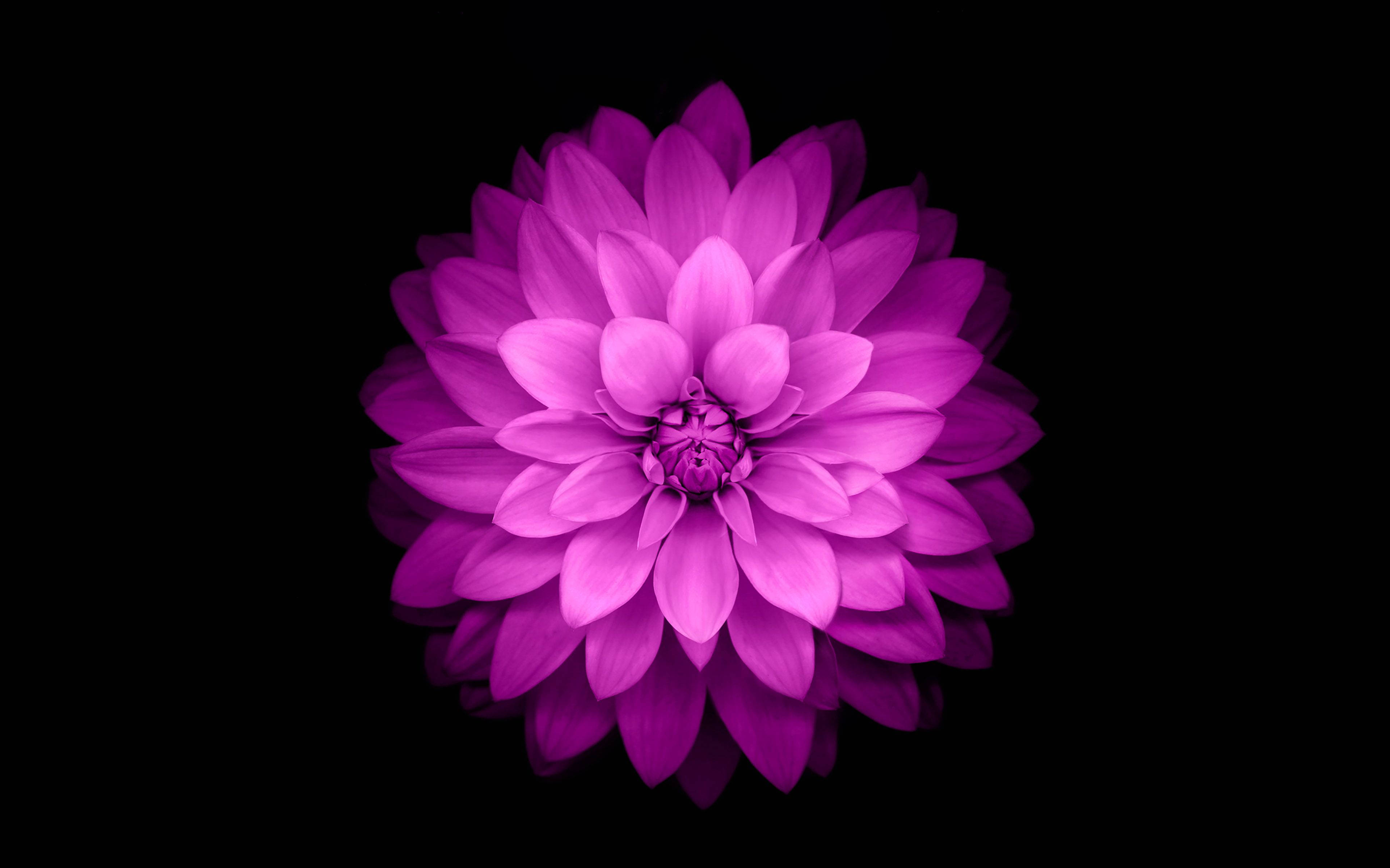 iOS 15 桌布 壁紙 — 一朵充滿活力的洋紅色大麗花在純黑背景上綻放，柔和的光線凸顯其層層疊疊的花瓣。