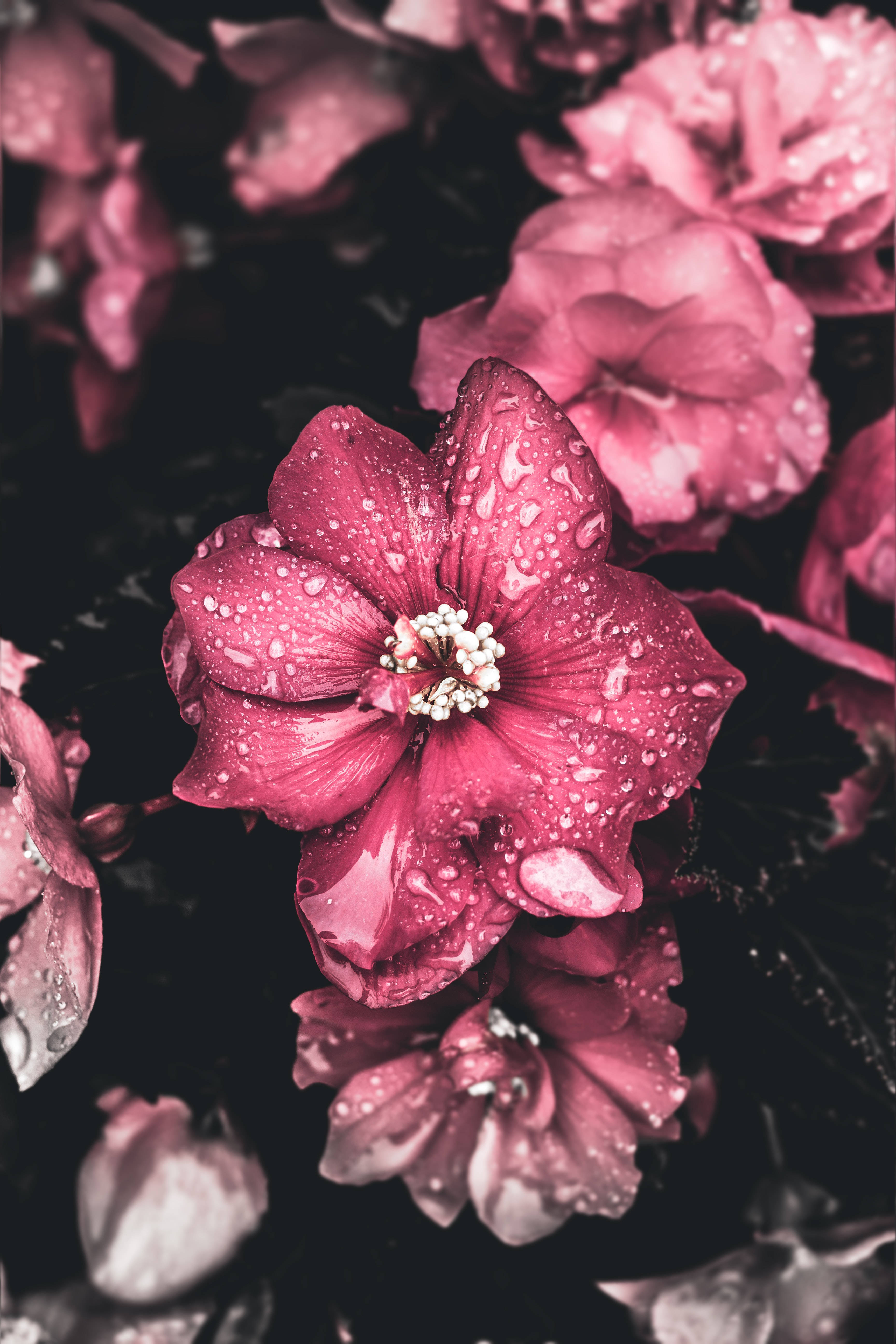 Flowers 桌布 壁紙 — 一朵充滿活力的洋紅色木芙蓉花在深色背景上閃爍著露珠，背景中有柔和模糊的花朵。