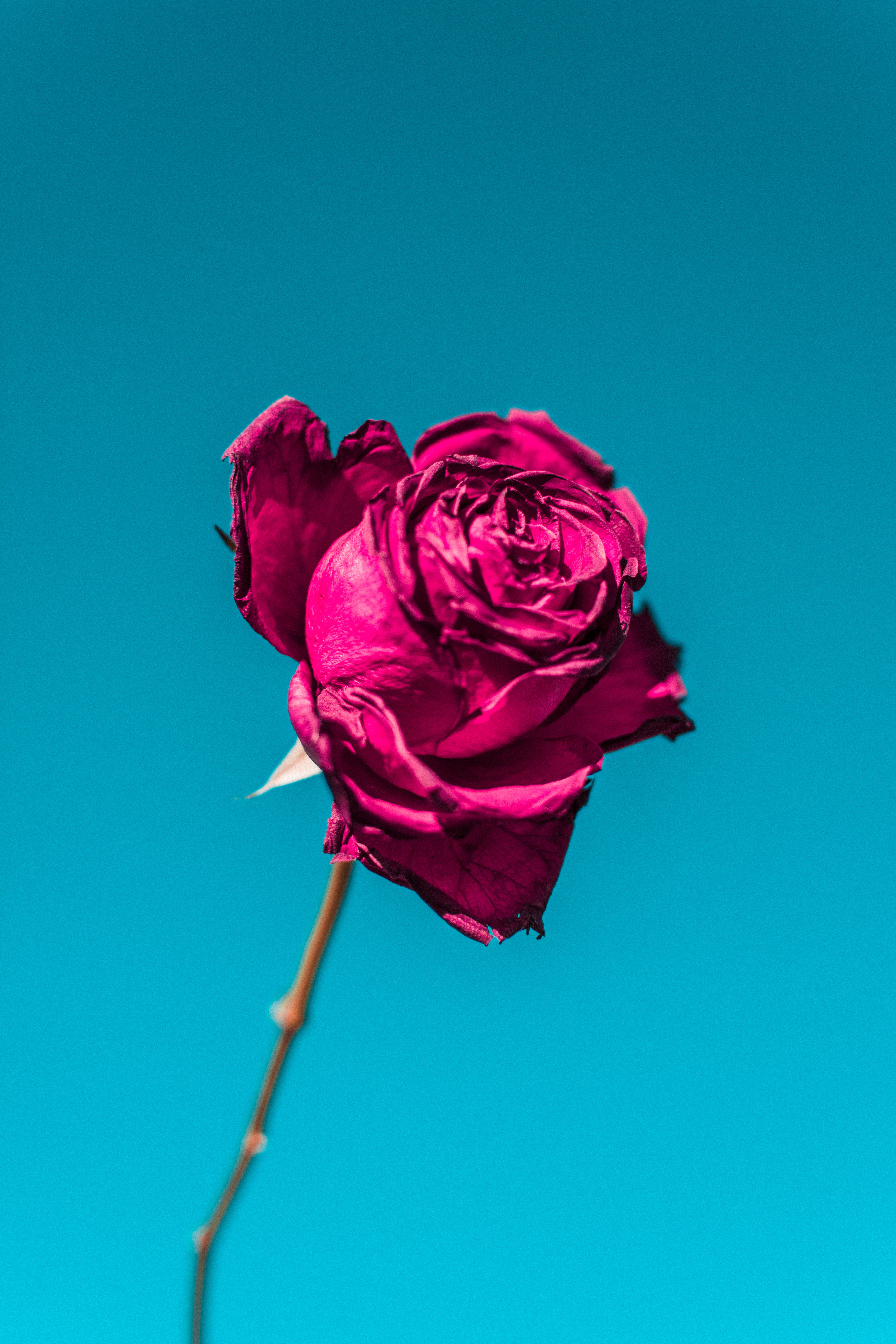 Rose HD 桌布 壁紙 — 一朵充滿活力的洋紅色玫瑰，花瓣捲曲，立在純青色背景上。