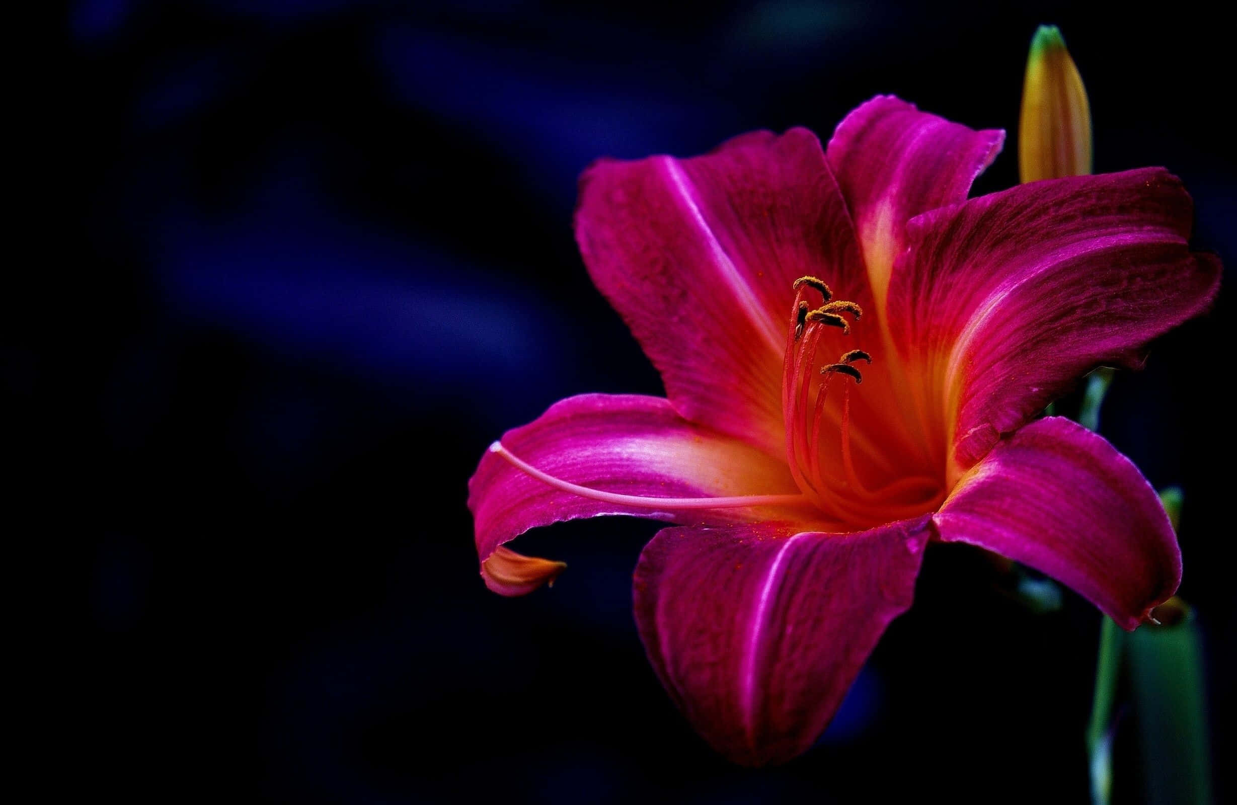 lily 桌布 壁紙 — 一朵充滿活力的洋紅色百合花，帶有橙色中心，在深藍色和黑色背景上綻放。