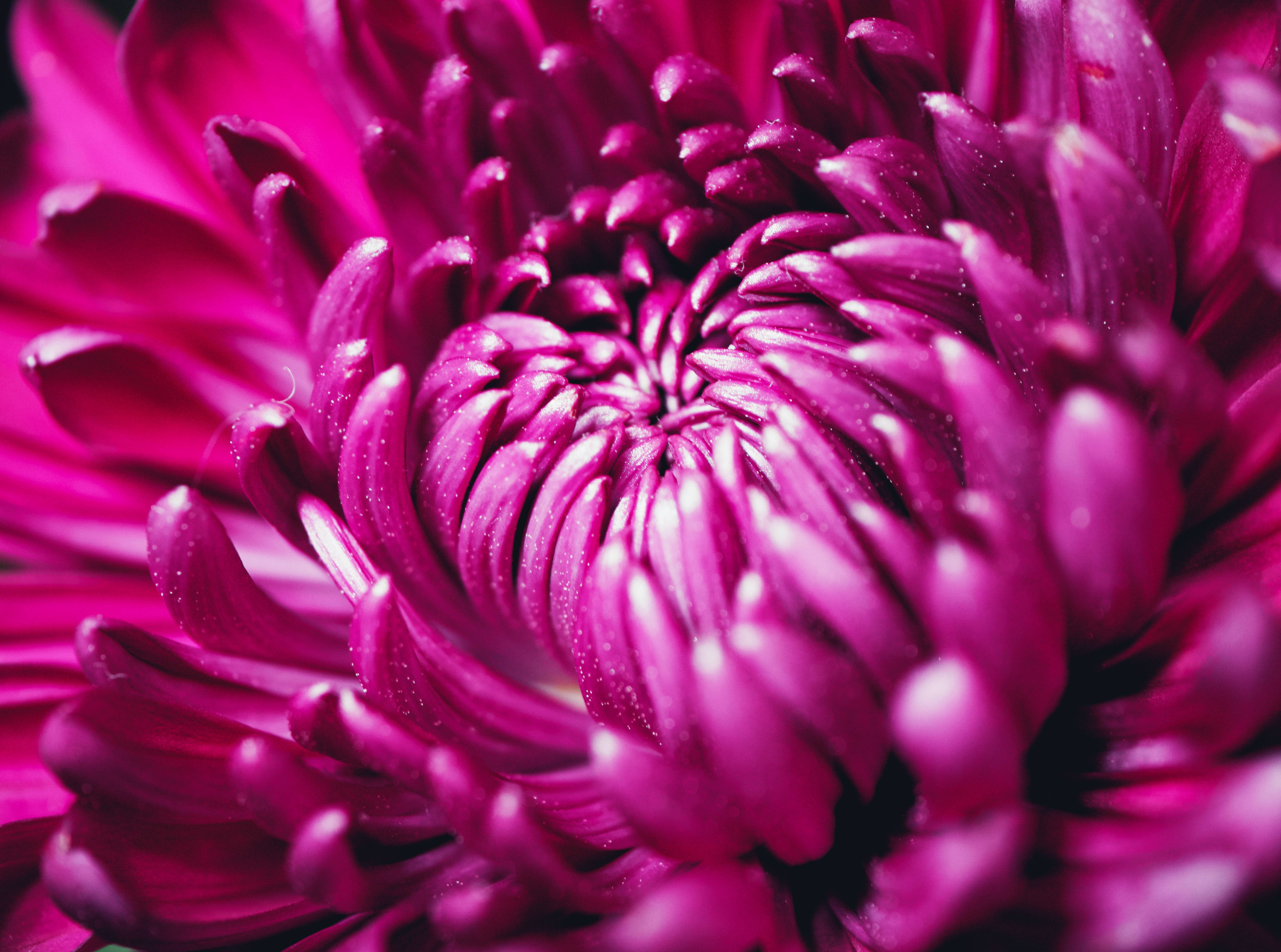 Chrysanthemum 桌布 壁紙 — 一朵充滿活力的洋紅色菊花，帶有露珠，在緊密微距拍攝中閃閃發光。