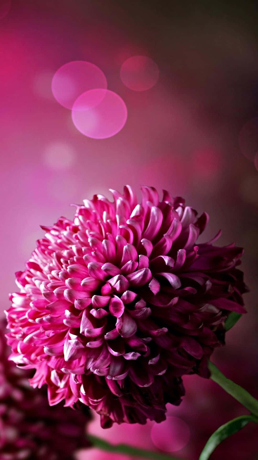 Purple Flower 桌布 壁紙 — 一朵充滿活力的洋紅色菊花在夢幻般的粉紅色散景背景中綻放，帶有柔和發光的圓圈。