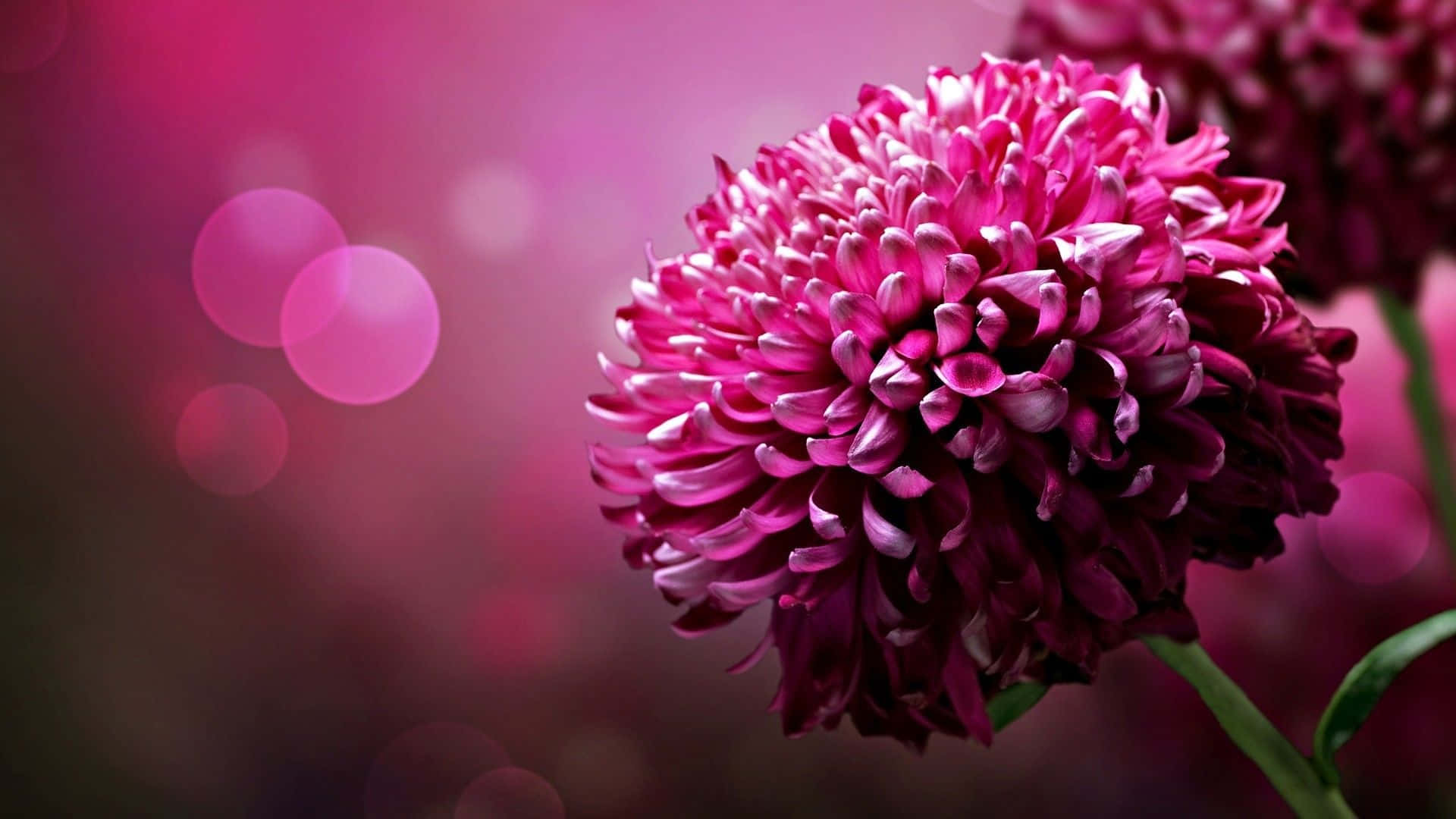 Pink Flower 桌布 壁紙 — 一朵充滿活力的洋紅色菊花在柔和焦點中盛開，背景中夢幻的粉紅色散景燈光閃爍。