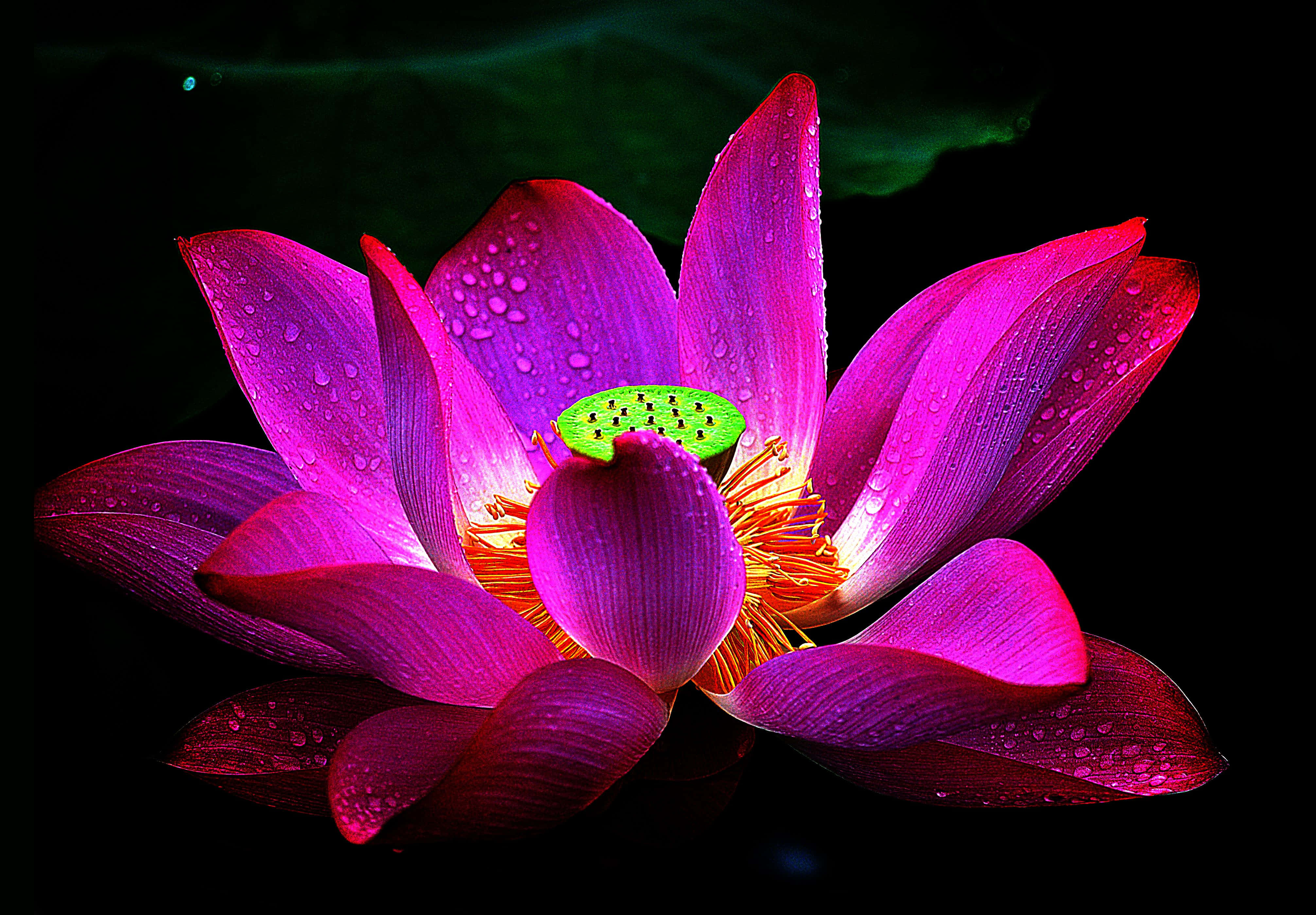 蓮花 桌布 壁紙 — 一朵充滿活力的洋紅色蓮花帶有露珠，在帶有綠色水面倒影的深色背景上閃耀。