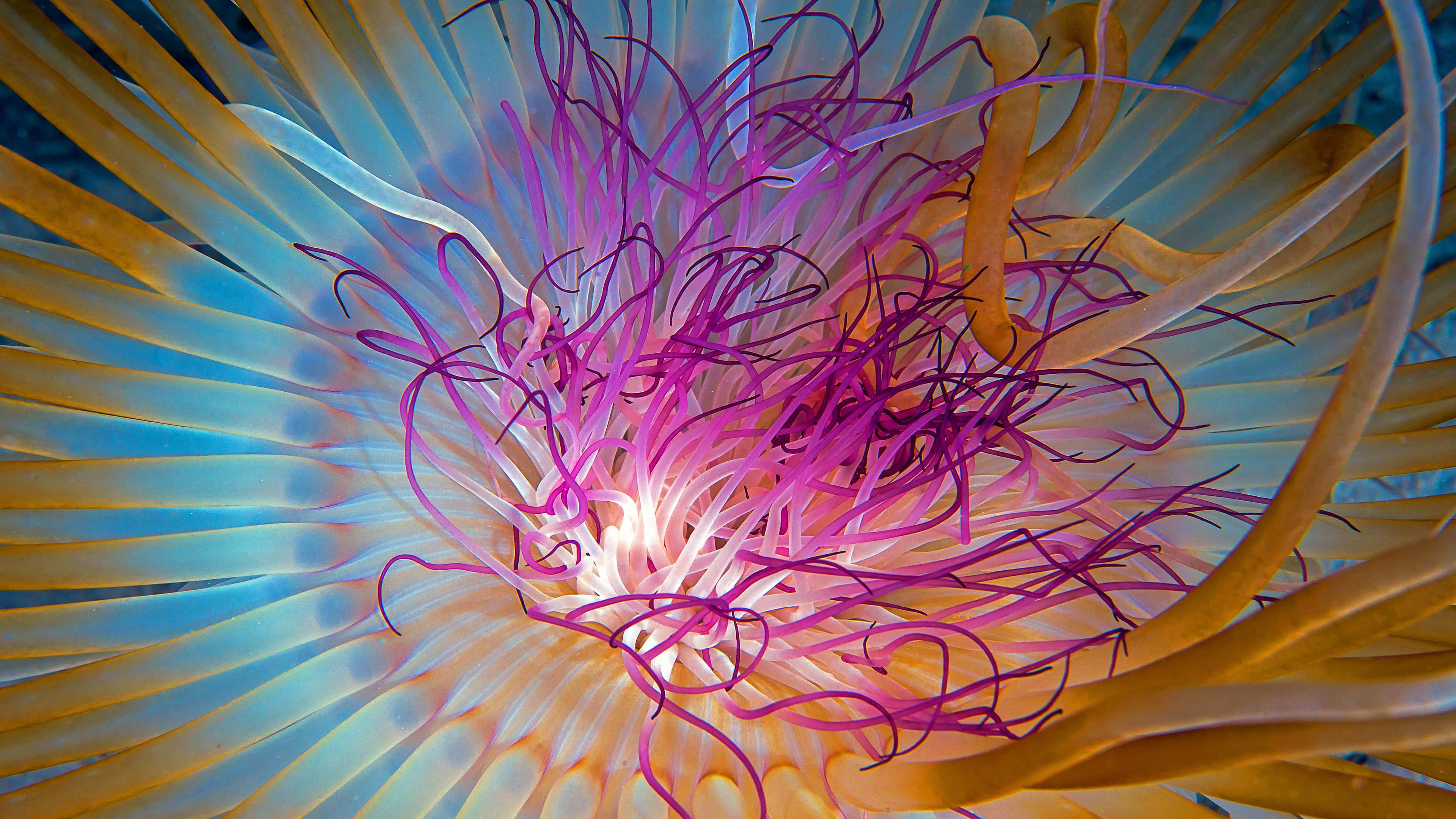 4K Jellyfish 桌布 壁紙 — 一朵充滿活力的海底海葵，帶有發光的紫色觸手和金黃色的外部觸手，在深藍色海洋背景下散發光芒。