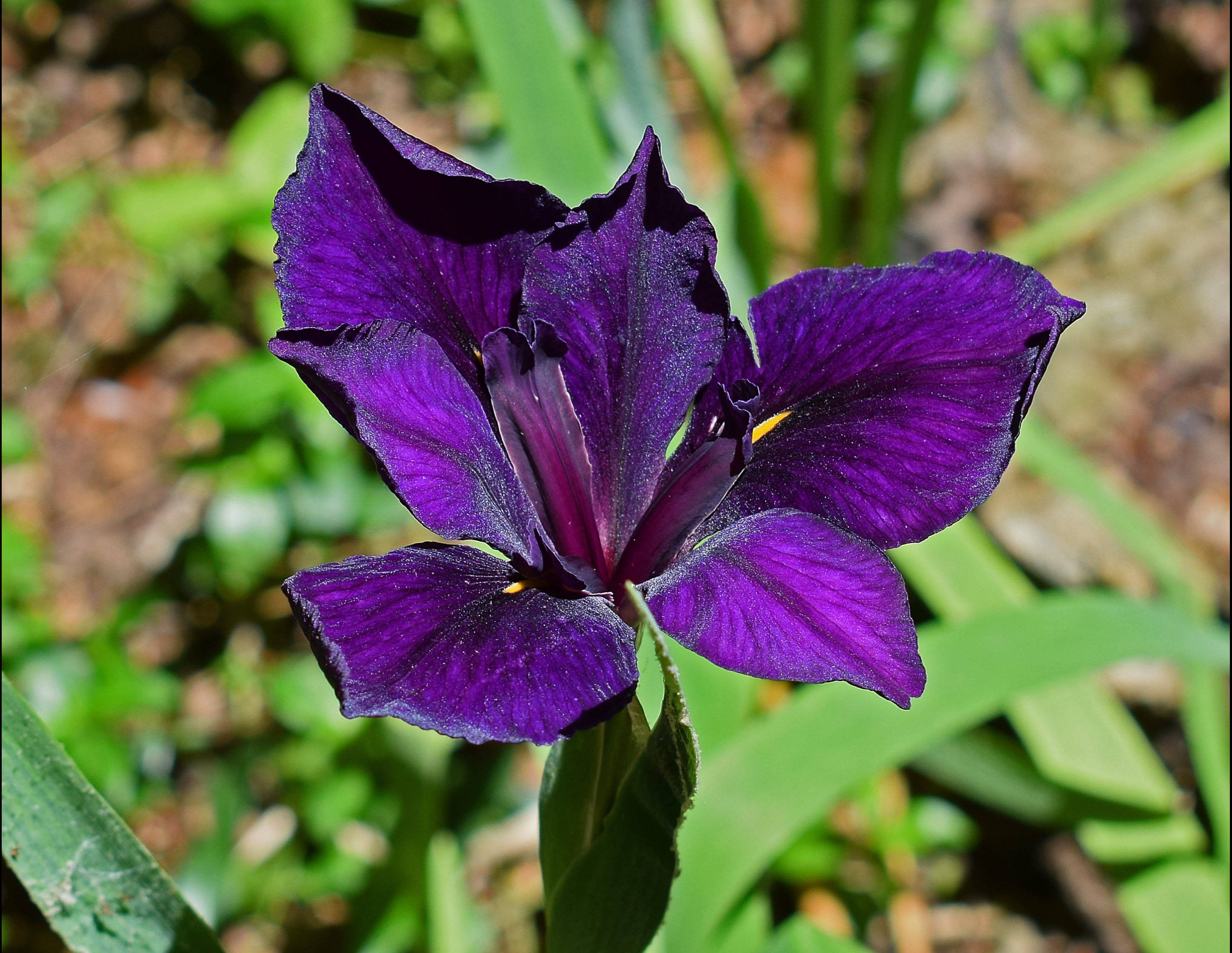 Iris 桌布 壁紙 — 一朵充滿活力的深紫色鳶尾花，帶有複雜的脈絡，在柔和的綠色和棕色模糊花園背景下盛開。