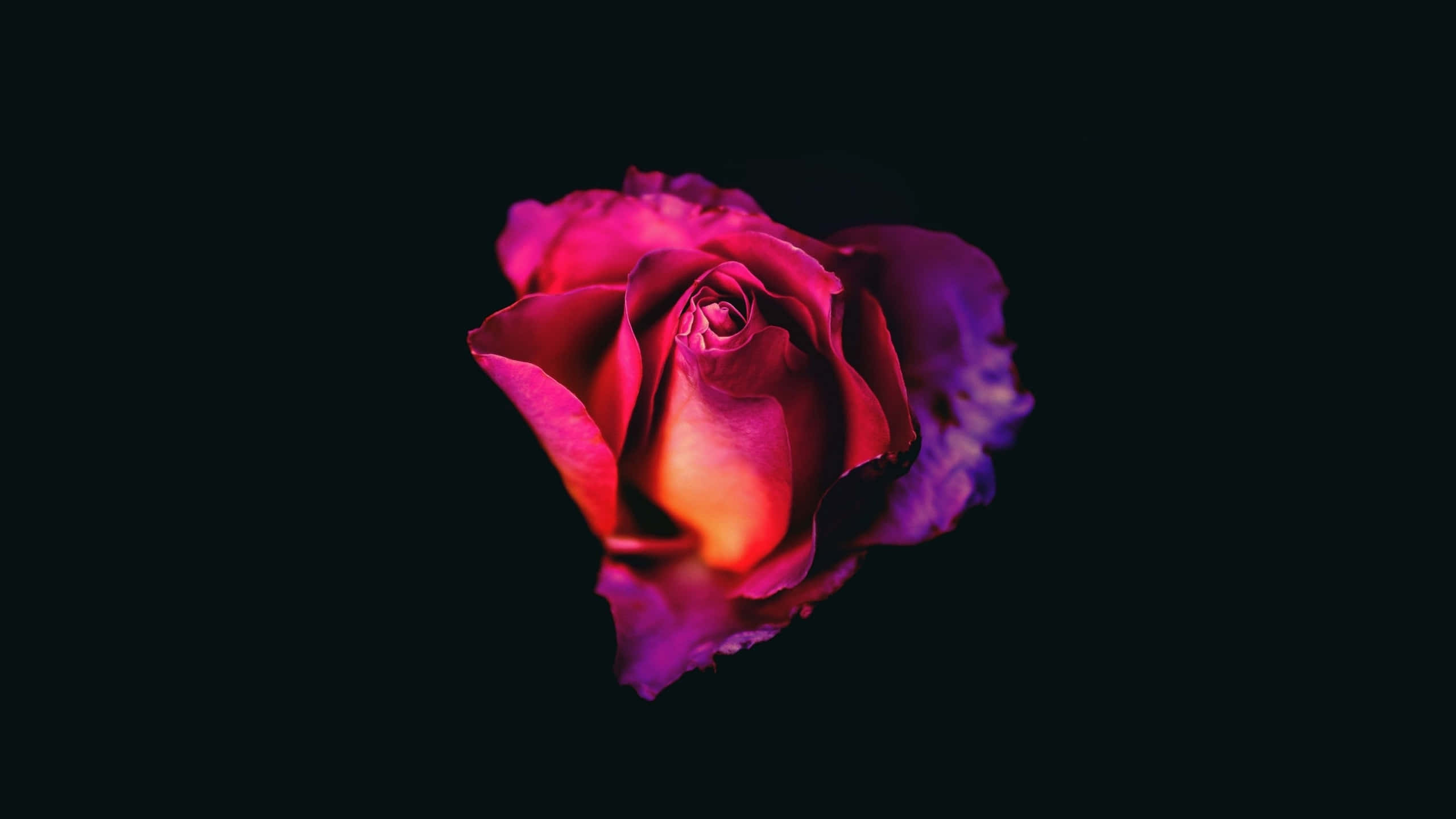 Rose Aesthetic 桌布 壁紙 — 一朵充滿活力的玫瑰，帶有洋紅色和橙色色調，在深黑色背景上發光。