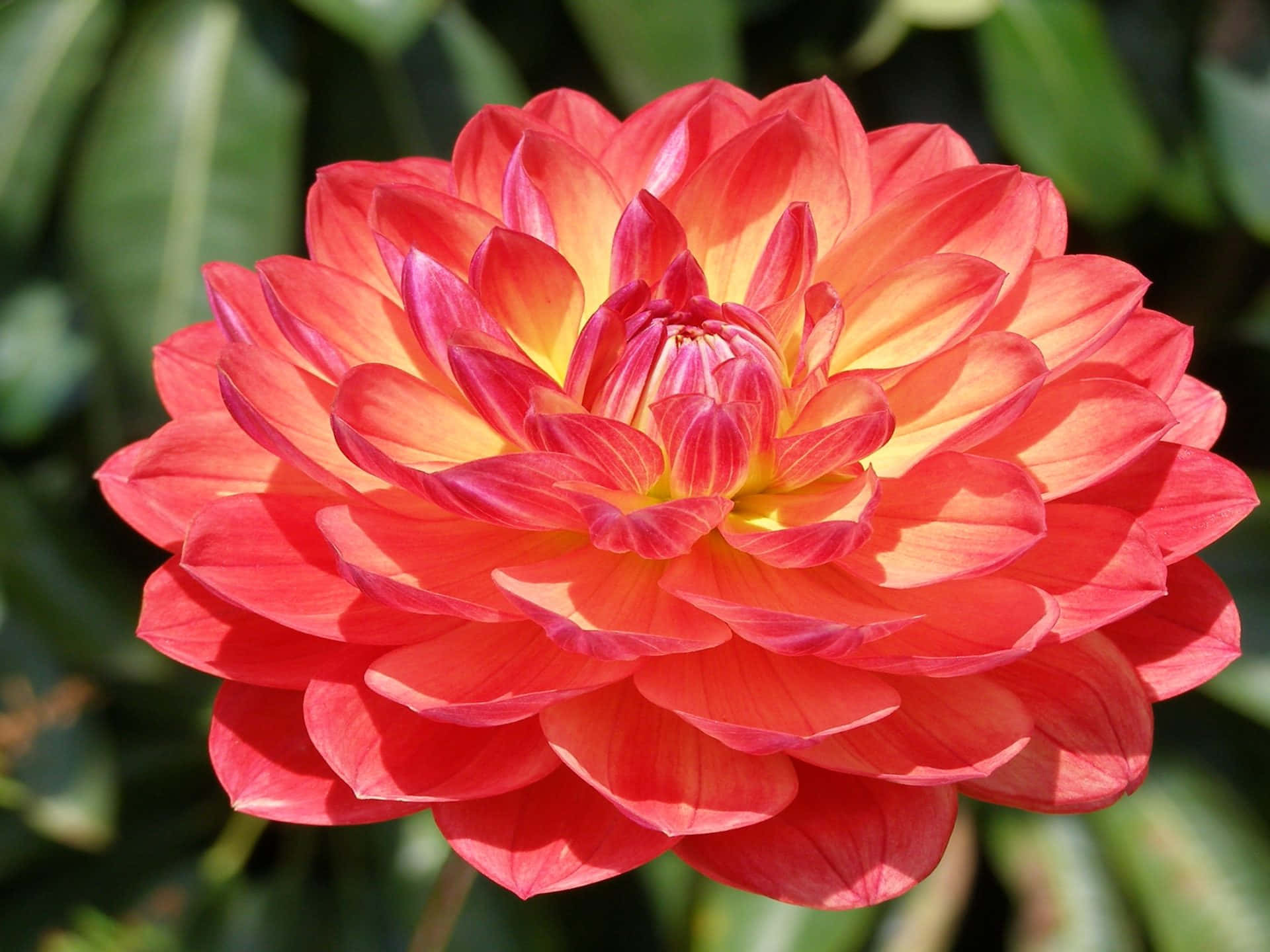 Dahlia 桌布 壁紙 — 一朵充滿活力的珊瑚色大麗花，層層疊疊的花瓣在溫暖的陽光下閃耀，背景是模糊的綠色葉子。