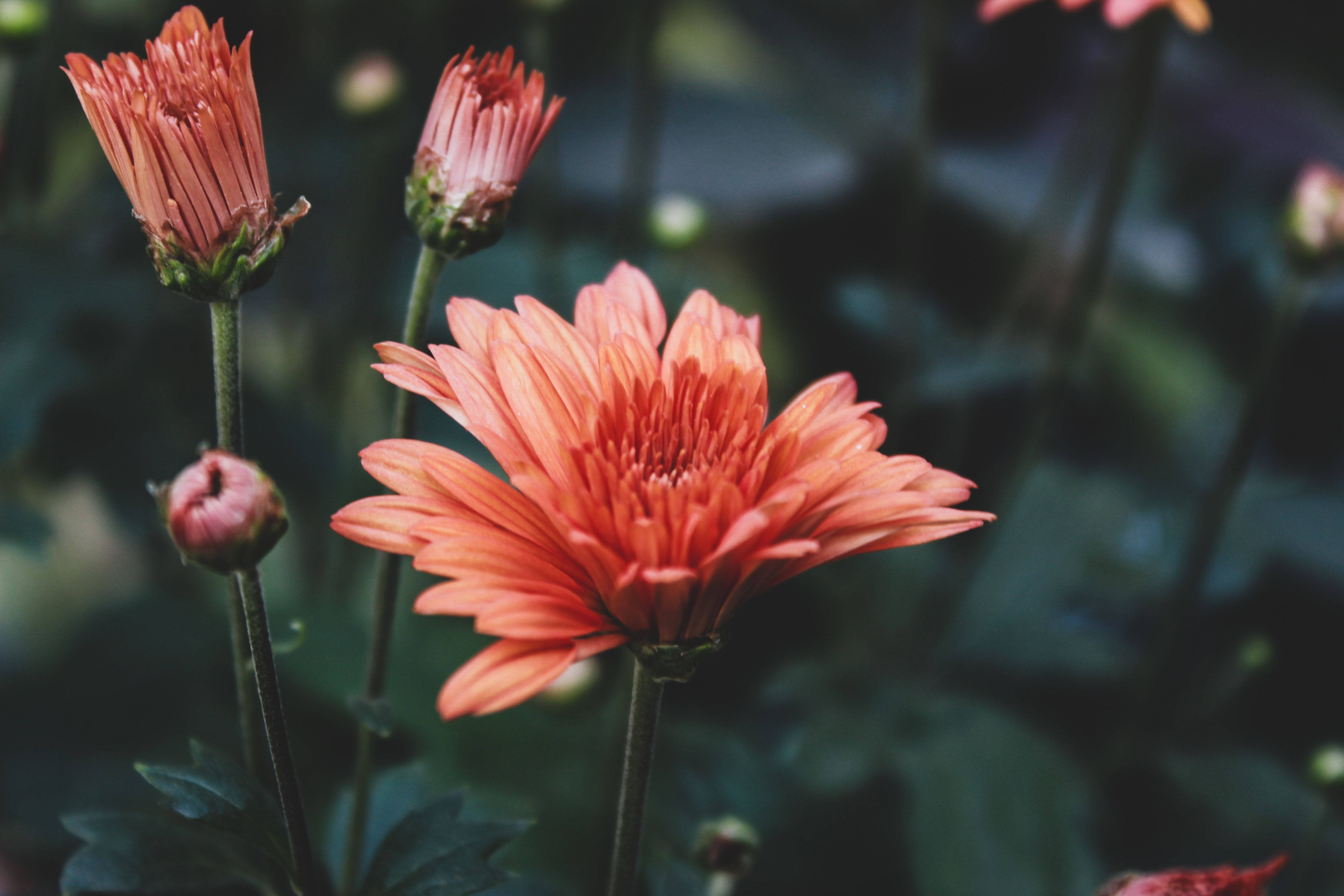 Flowers 桌布 壁紙 — 一朵充滿活力的珊瑚色雛菊在柔焦中綻放，背景是深綠色的花園，帶有萌芽的莖。