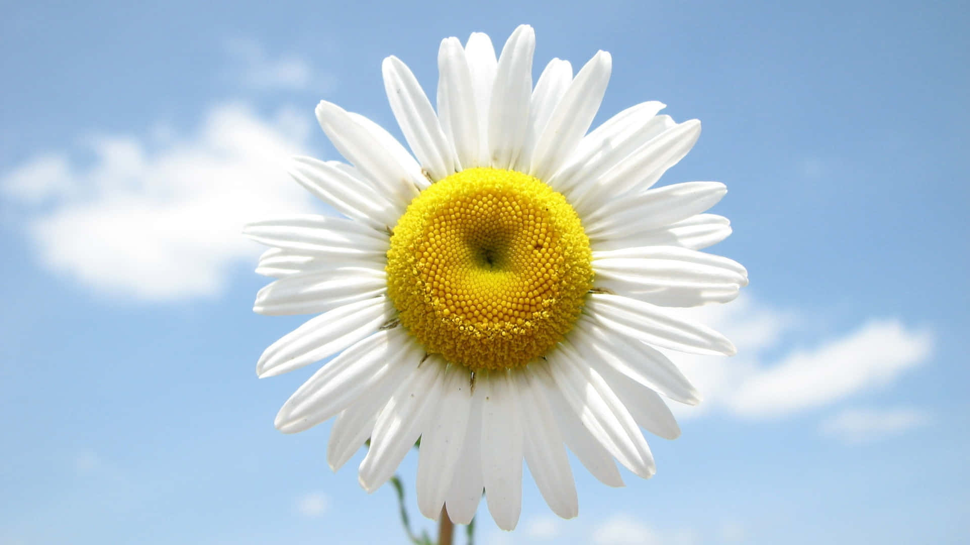 Daisy 桌布 壁紙 — 一朵充滿活力的白色雛菊，帶有明亮的黃色中心，在清澈的藍天和柔軟的白雲中綻放的近距離特寫。