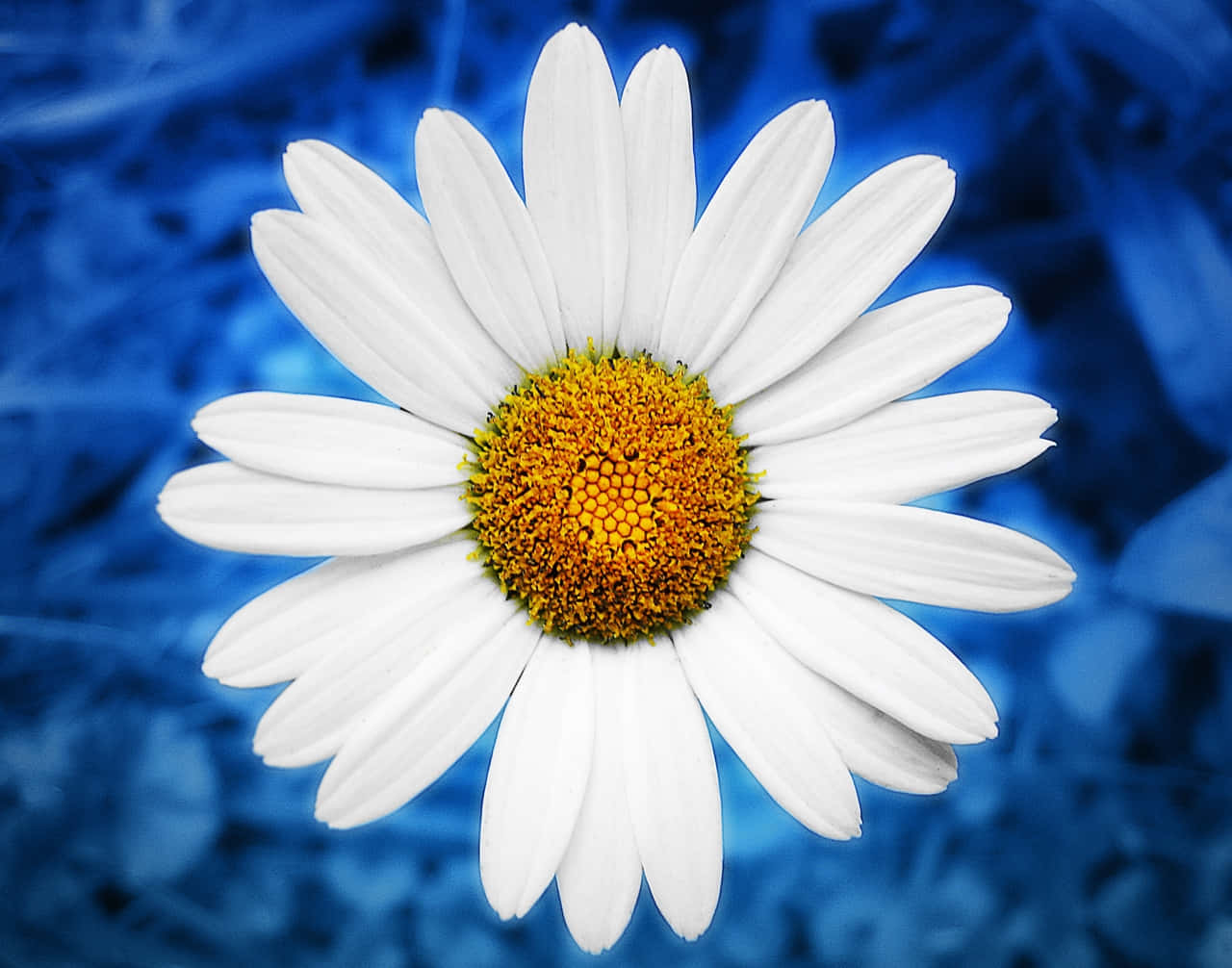 Daisy 桌布 壁紙 — 一朵充滿活力的白色雛菊，金色花心，在豐富紋理的藍色背景上盛開。