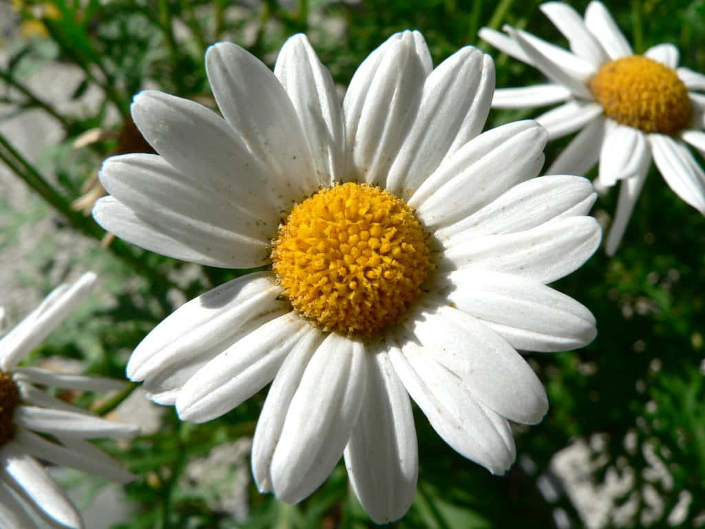 Daisy 桌布 壁紙 — 一朵充滿活力的白色雛菊特寫，帶有明亮的黃色中心，在陽光明媚的花園中盛開。
