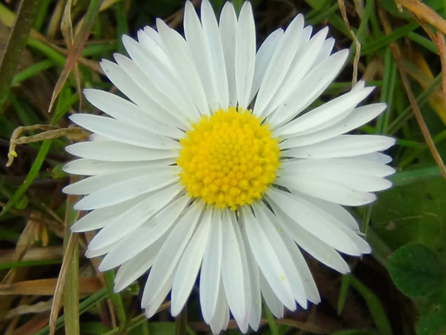 Daisy Flower 桌布 壁紙 — 一朵充滿活力的白色雛菊特寫，帶有明亮的黃色花心，在綠色和棕色草地上盛開。