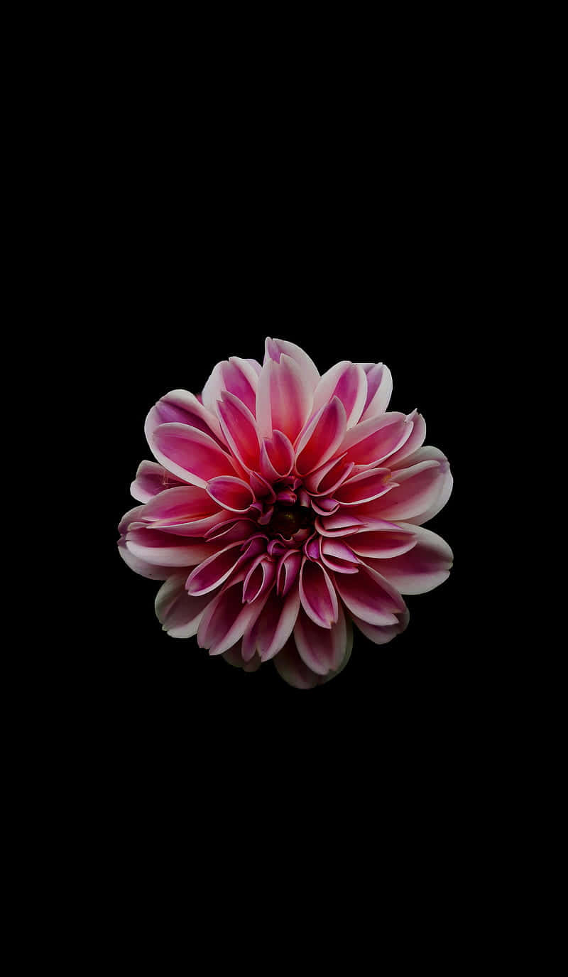 Flowers Aesthetic 桌布 壁紙 — 一朵充滿活力的粉白色大麗花在極簡主義的攝影棚拍攝中，在純黑色背景下盛開。
