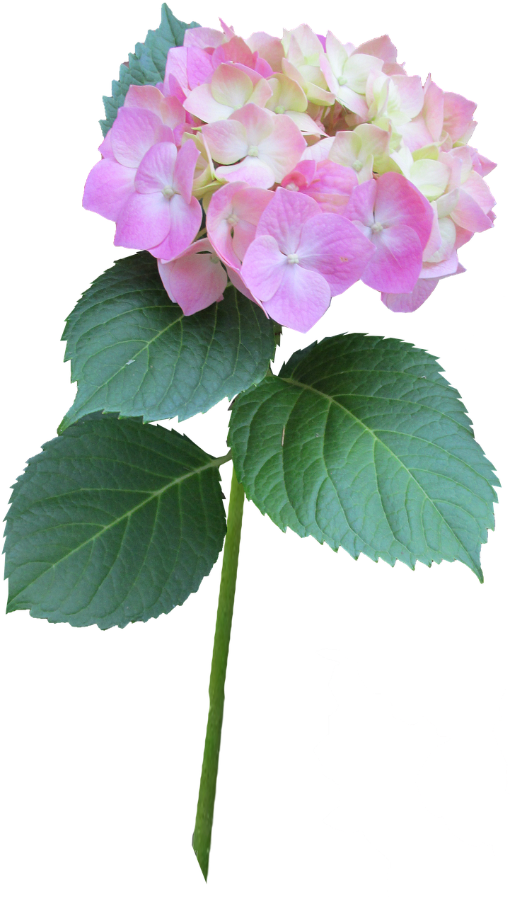 Hydrangea 桌布 壁紙 — 一朵充滿活力的粉白色繡球花，搭配茂盛的綠葉，在純黑背景下格外突出。