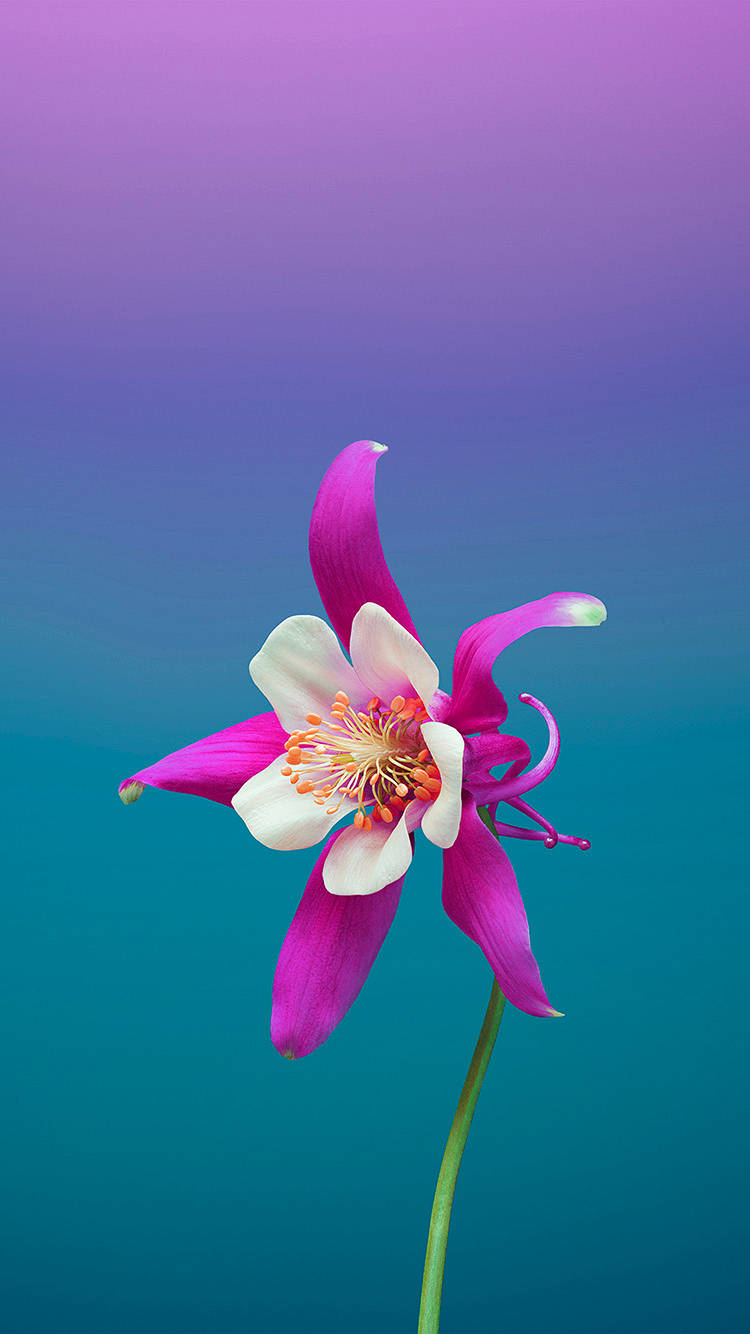花 桌布 壁紙 — 一朵充滿活力的粉白色耬斗菜花，帶有橙色雄蕊，在紫色到藍綠色的漸變背景前高高聳立。