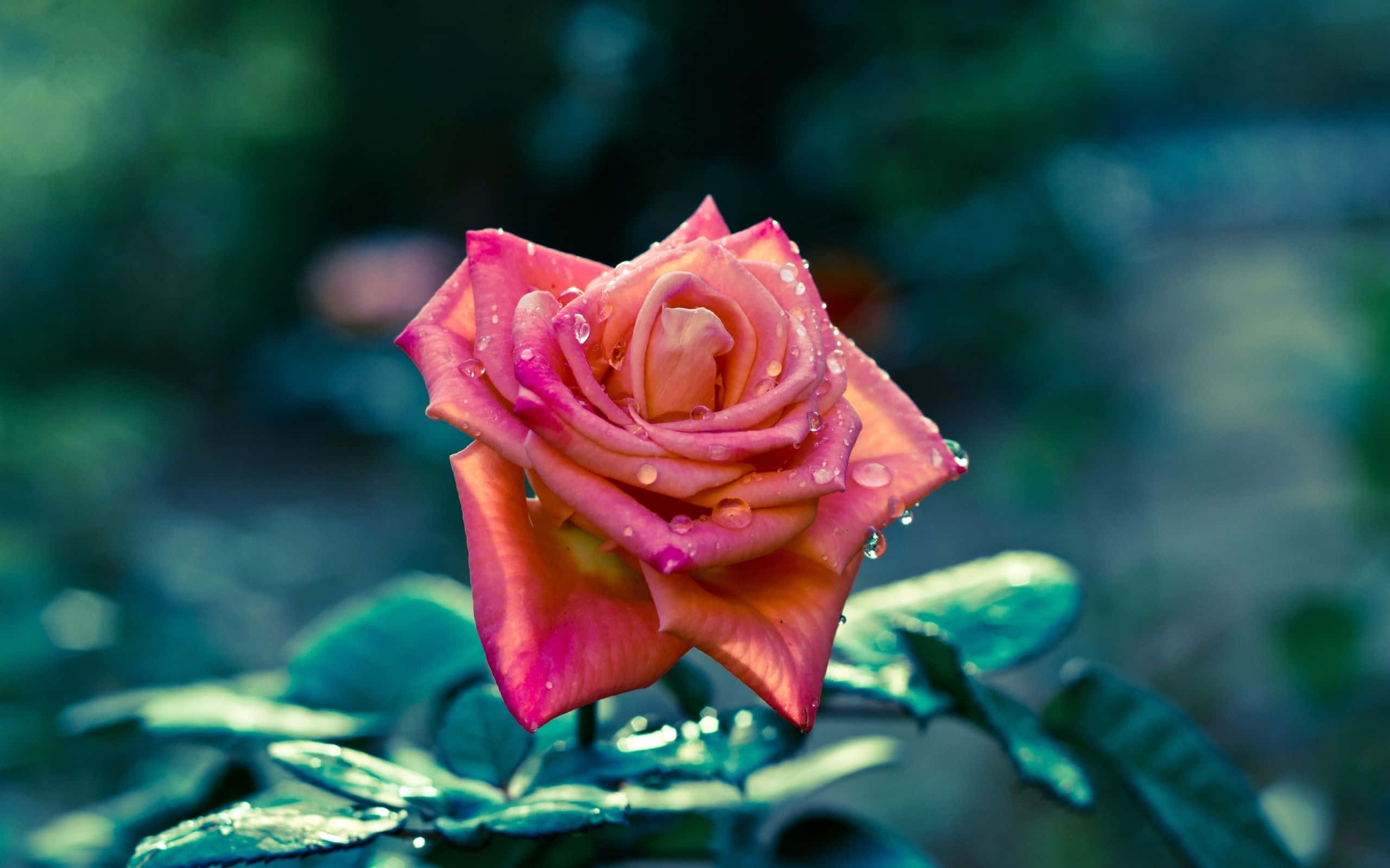 Red Rose 桌布 壁紙 — 一朵充滿活力的粉紅玫瑰，帶有露珠，在柔和的模糊綠色背景下閃閃發光。
