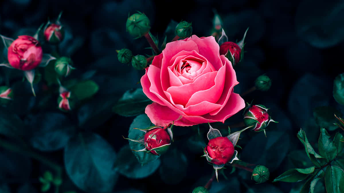Best Flowers 桌布 壁紙 — 一朵充滿活力的粉紅玫瑰在中央盛開，周圍環繞著深綠色葉片和未綻放的花蕾，在柔和燈光下。