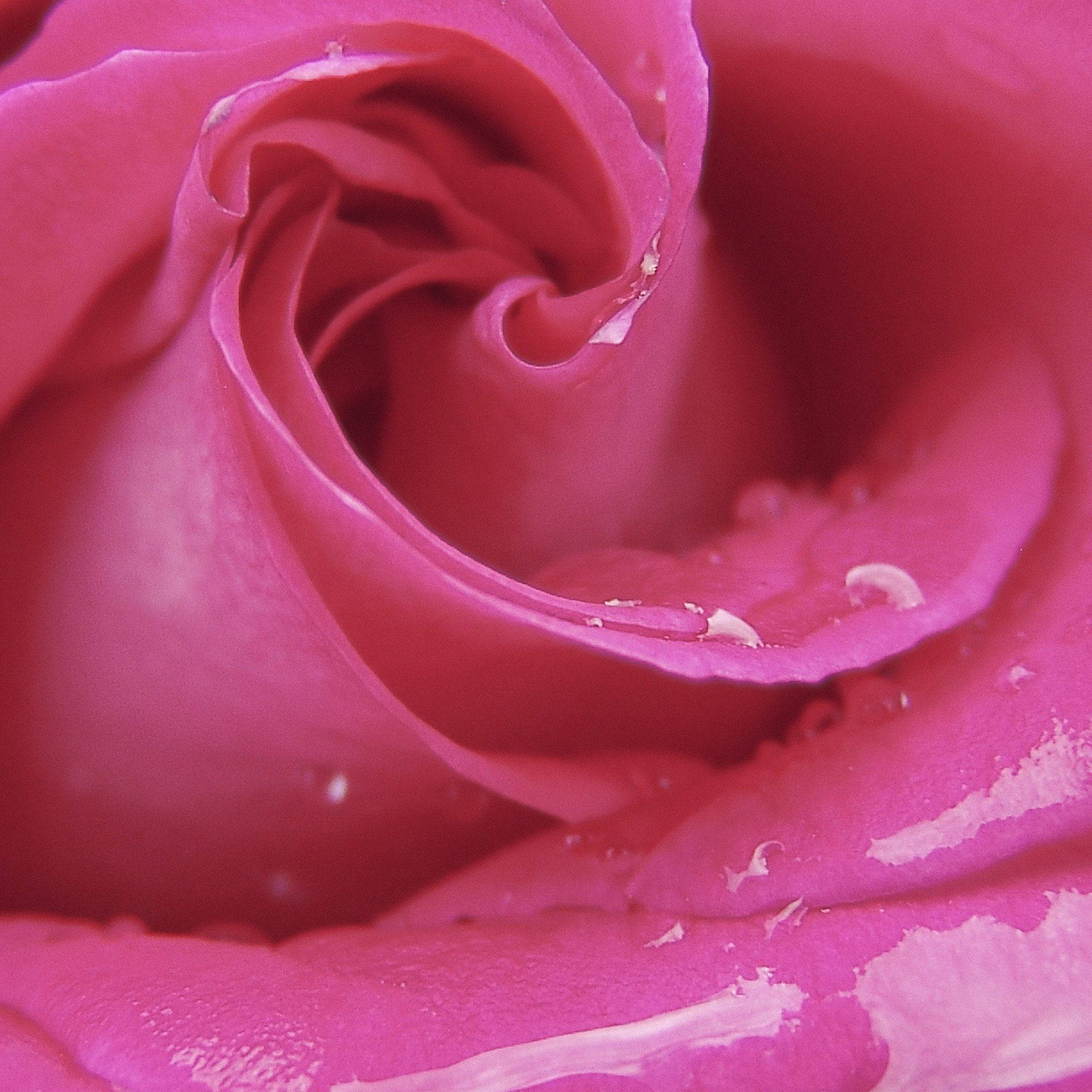 Romantic Rose 桌布 壁紙 — 一朵充滿活力的粉紅玫瑰特寫，天鵝絨般的花瓣上閃爍著露珠。