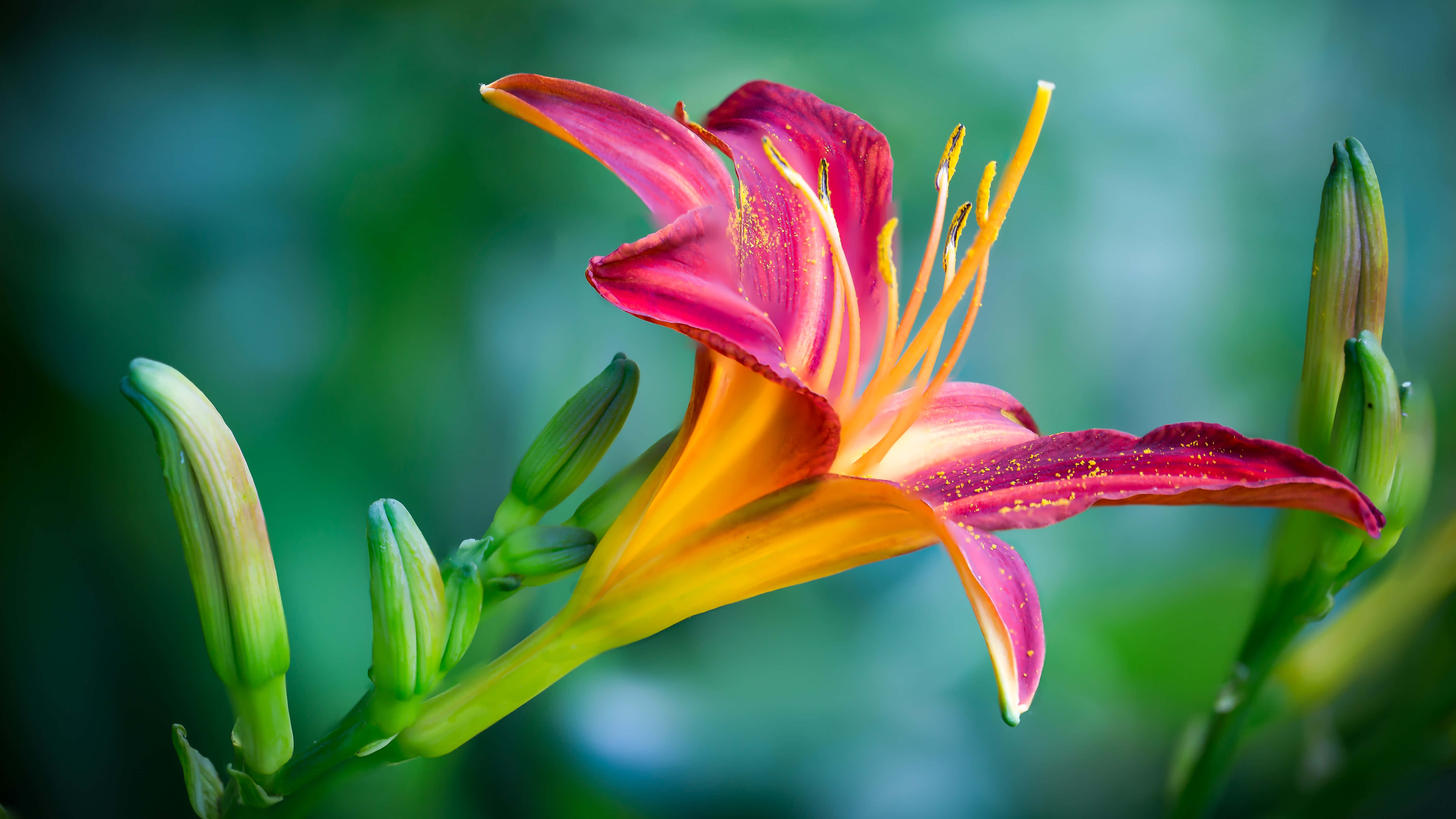 Nature Flower 桌布 壁紙 — 一朵充滿活力的粉紅色和橙色百合花，帶有黃色雄蕊，在柔和的綠色模糊背景下盛開。