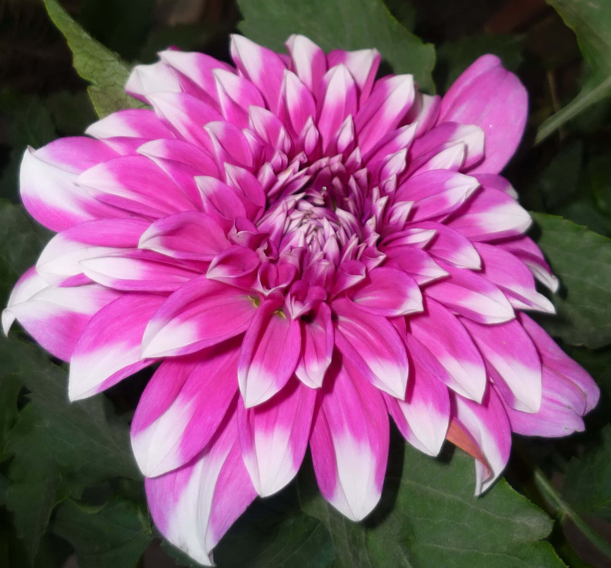 菊花 桌布 壁紙 — 一朵充滿活力的粉紅色和白色大麗花盛開，層層花瓣襯托著茂密的綠葉背景。