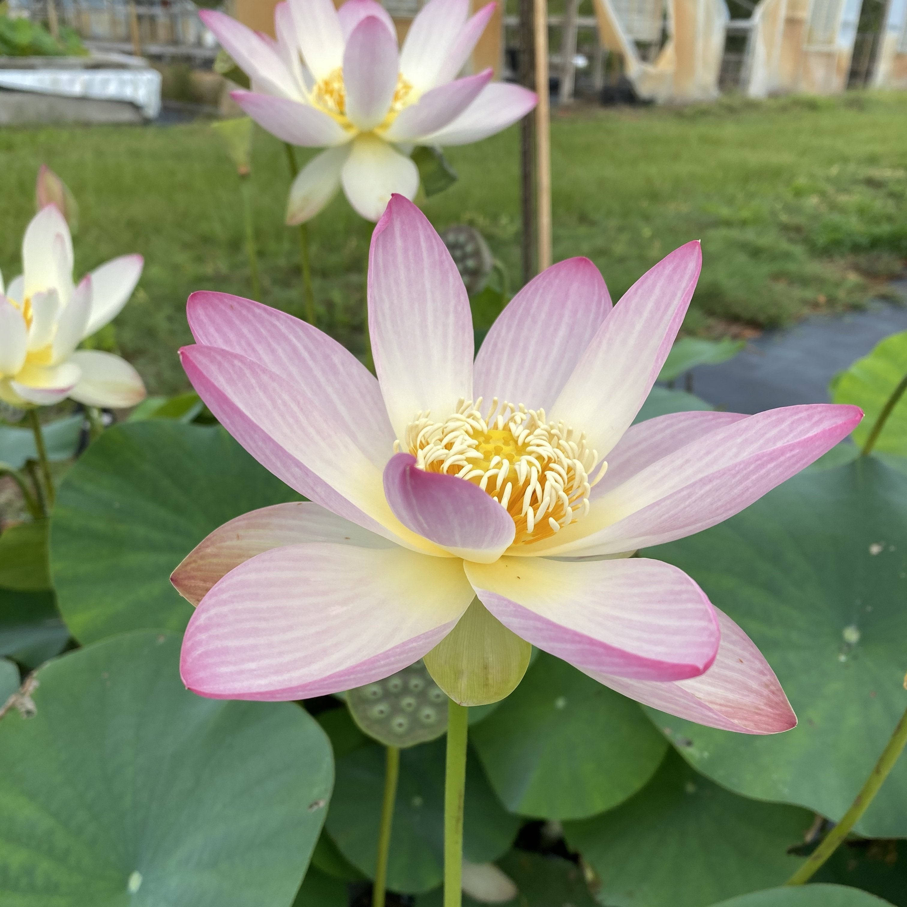 lotus 桌布 壁紙 — 一朵充滿活力的粉紅色和白色蓮花在寧靜的池塘中，在巨大的綠色睡蓮葉間優雅綻放。