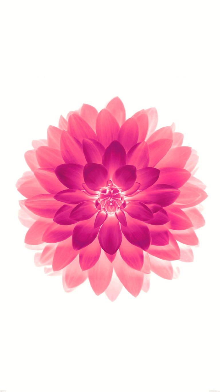 Pink Flowers 桌布 壁紙 — 一朵充滿活力的粉紅色大麗花，層層疊疊的花瓣在純白背景上柔和地綻放光芒。