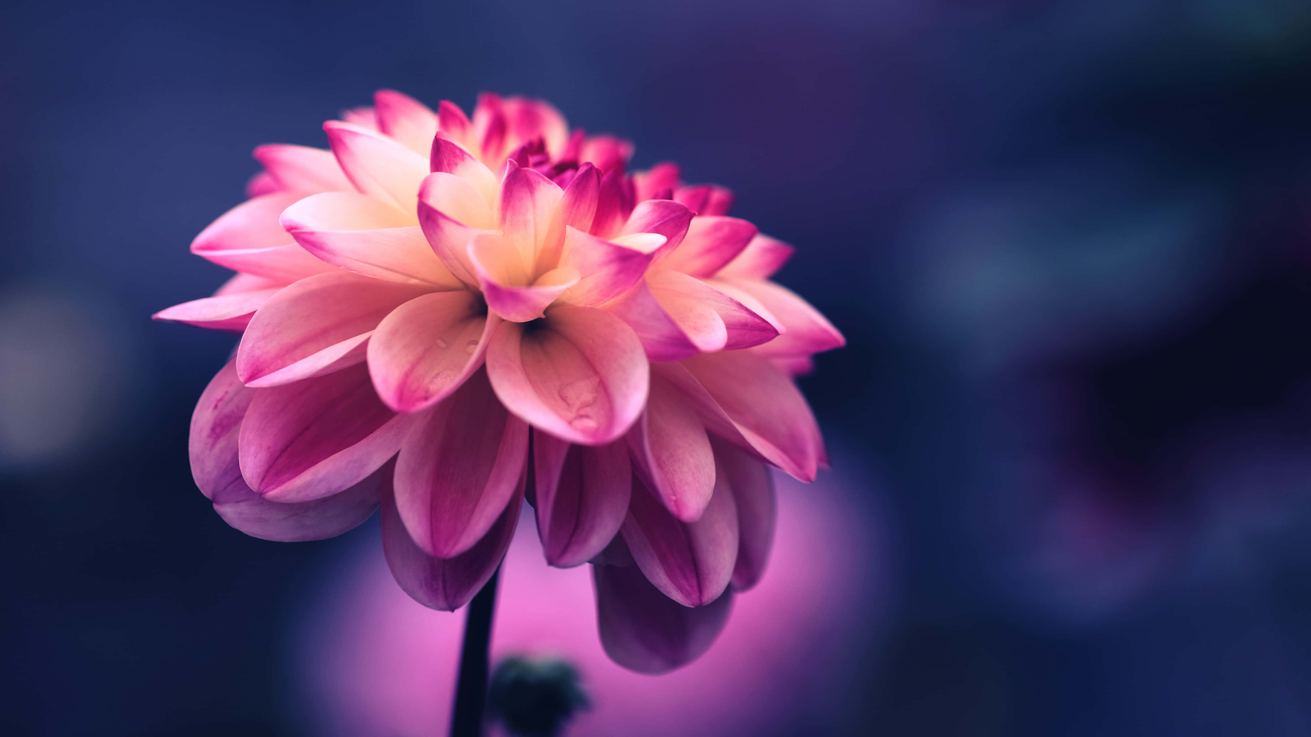 Tumblr Photography 桌布 壁紙 — 一朵充滿活力的粉紅色大麗花，帶有漸層花瓣，在夢幻般的紫色散景背景下柔和綻放。
