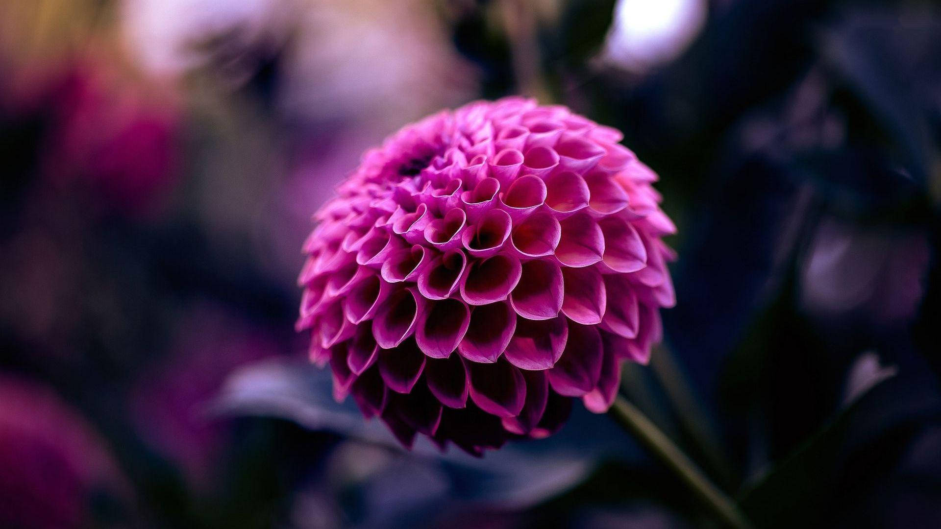 Dahlia 桌布 壁紙 — 一朵充滿活力的粉紅色大麗花，帶有複雜的分層花瓣，在柔和的焦點中，背景是黑暗模糊的花園。